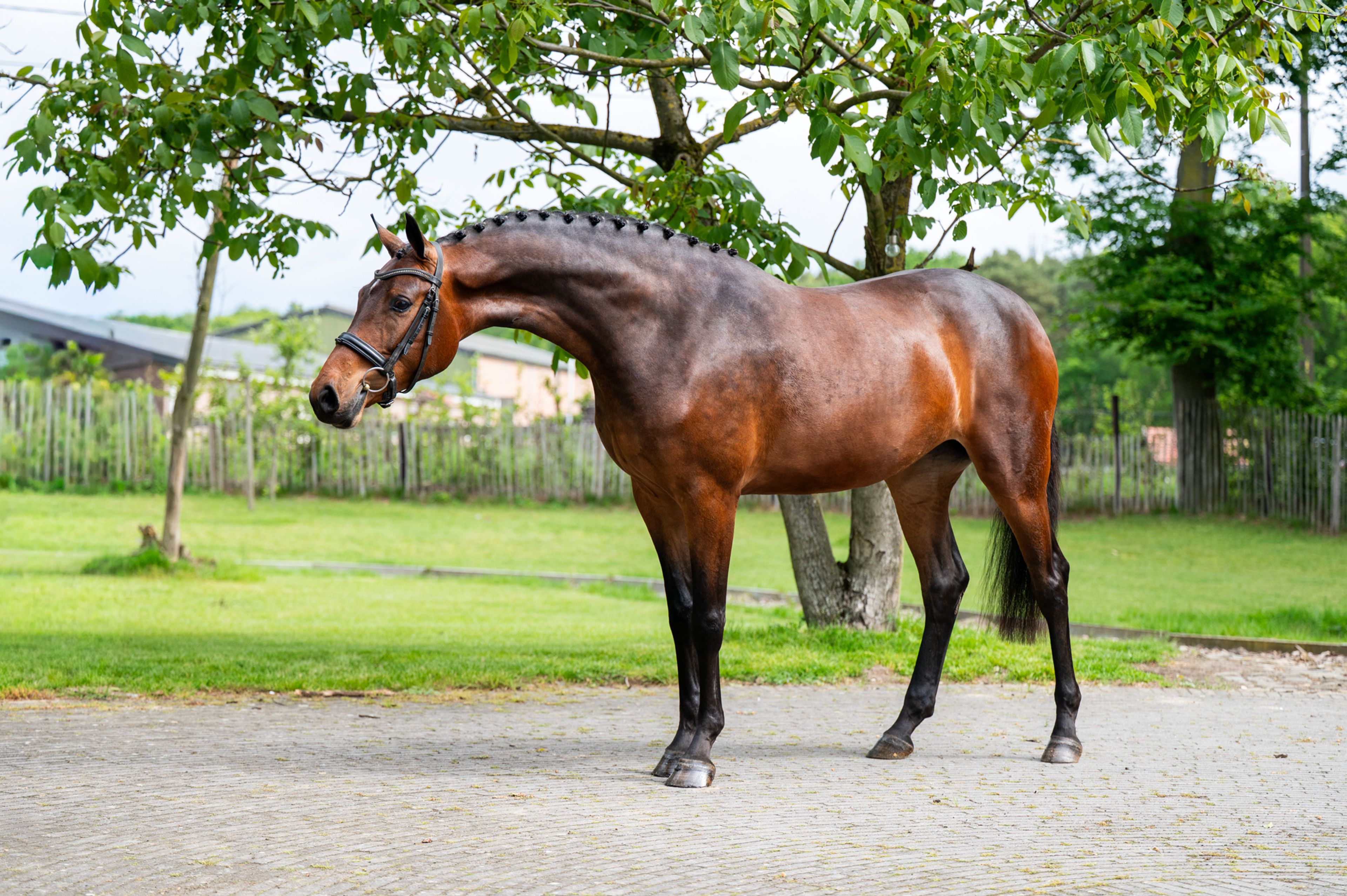 Salinka CHS (COMME IL FAUT x CLEARWAY) - Image 5