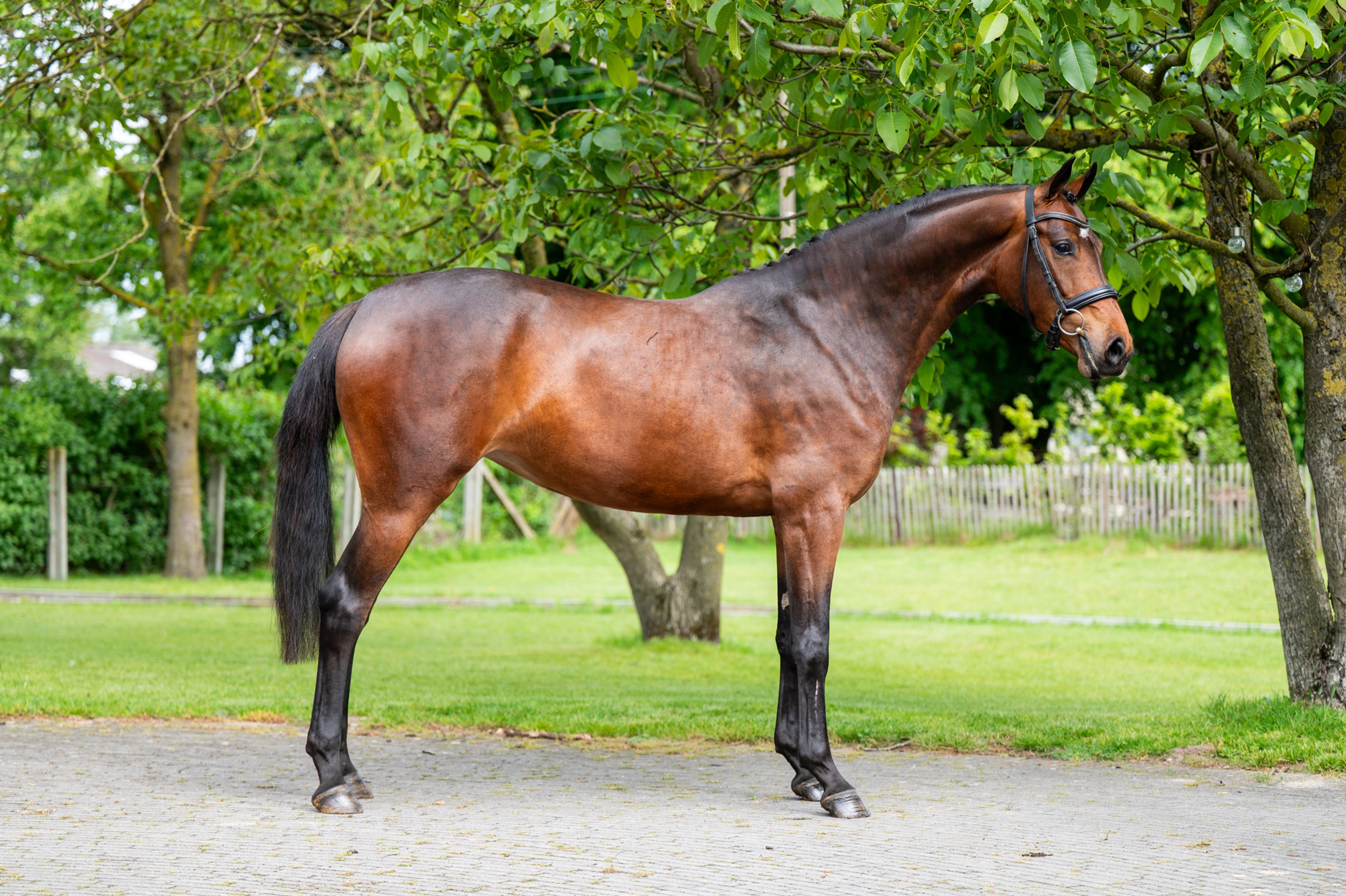Salinka CHS (COMME IL FAUT x CLEARWAY) - Image 7