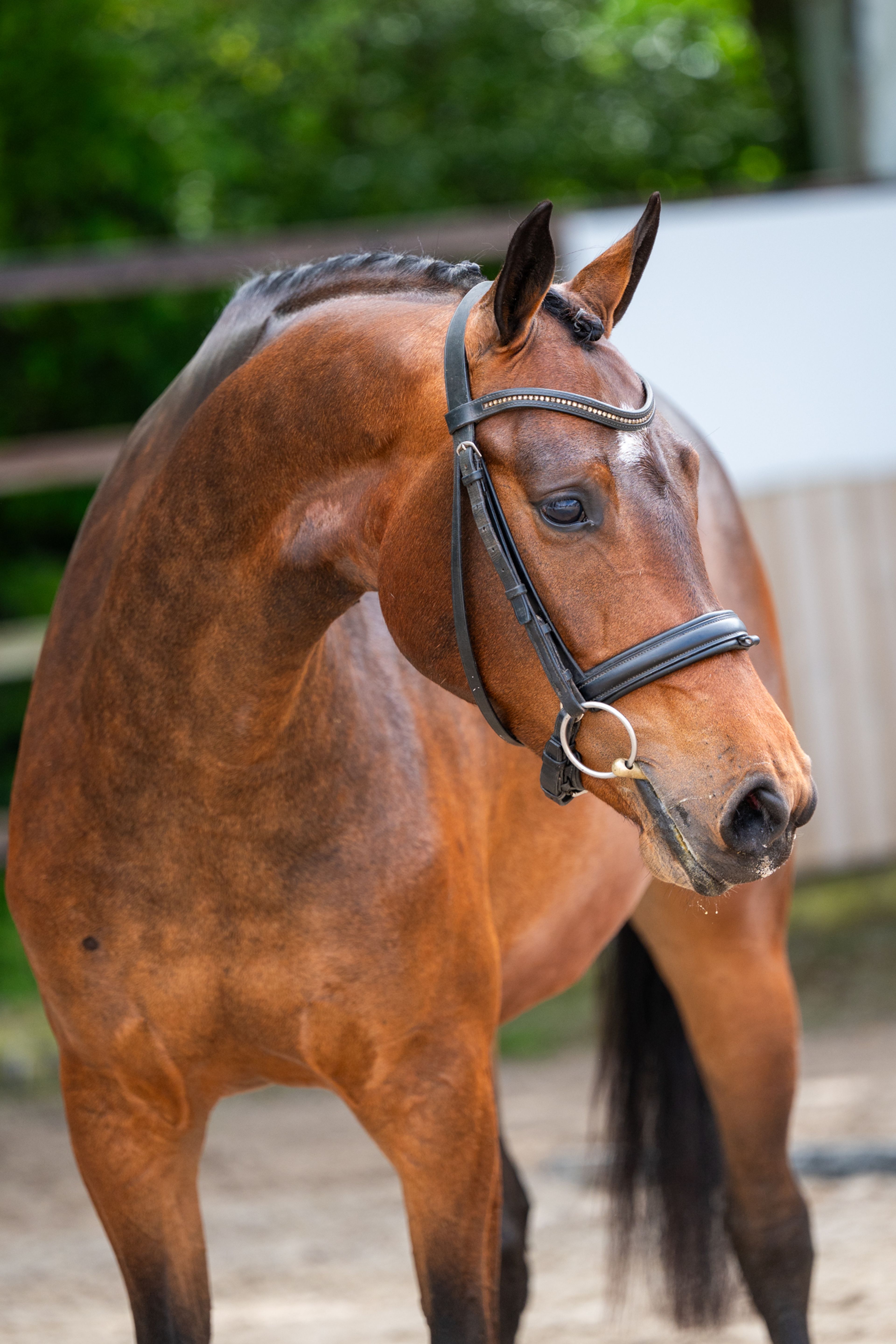 Salinka CHS (COMME IL FAUT x CLEARWAY) - Image 8