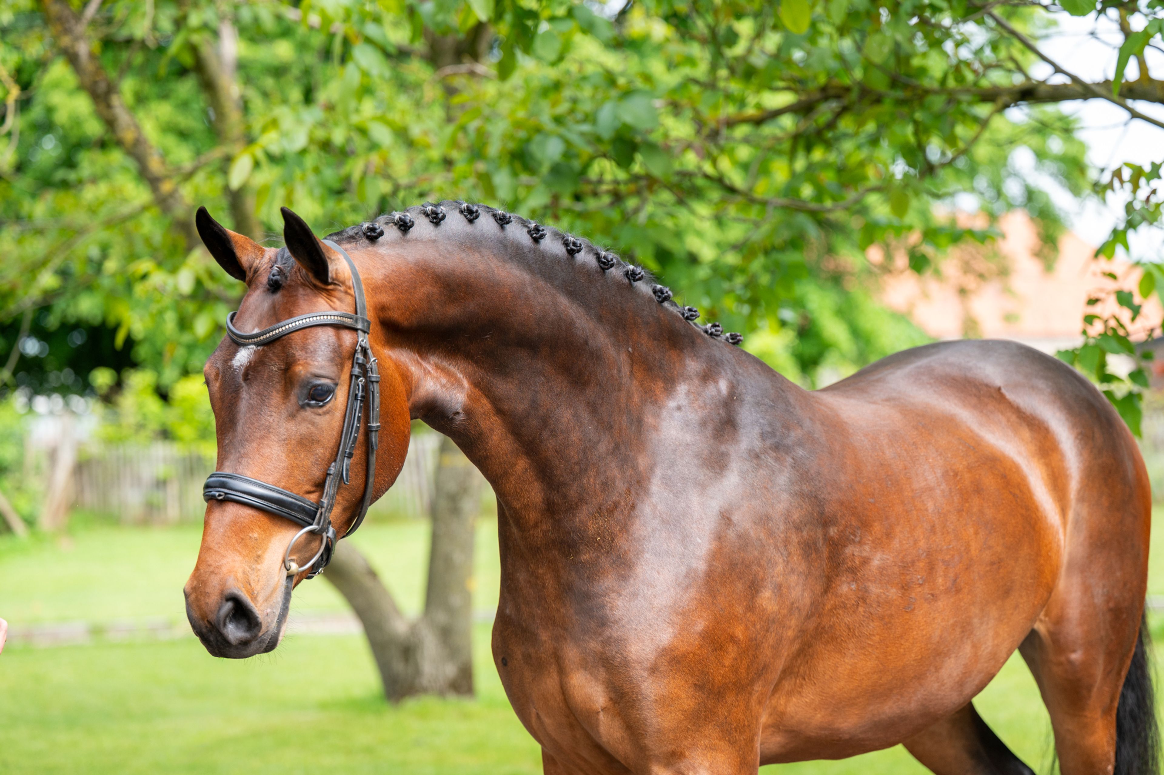 Salinka CHS (COMME IL FAUT x CLEARWAY) - Image 9