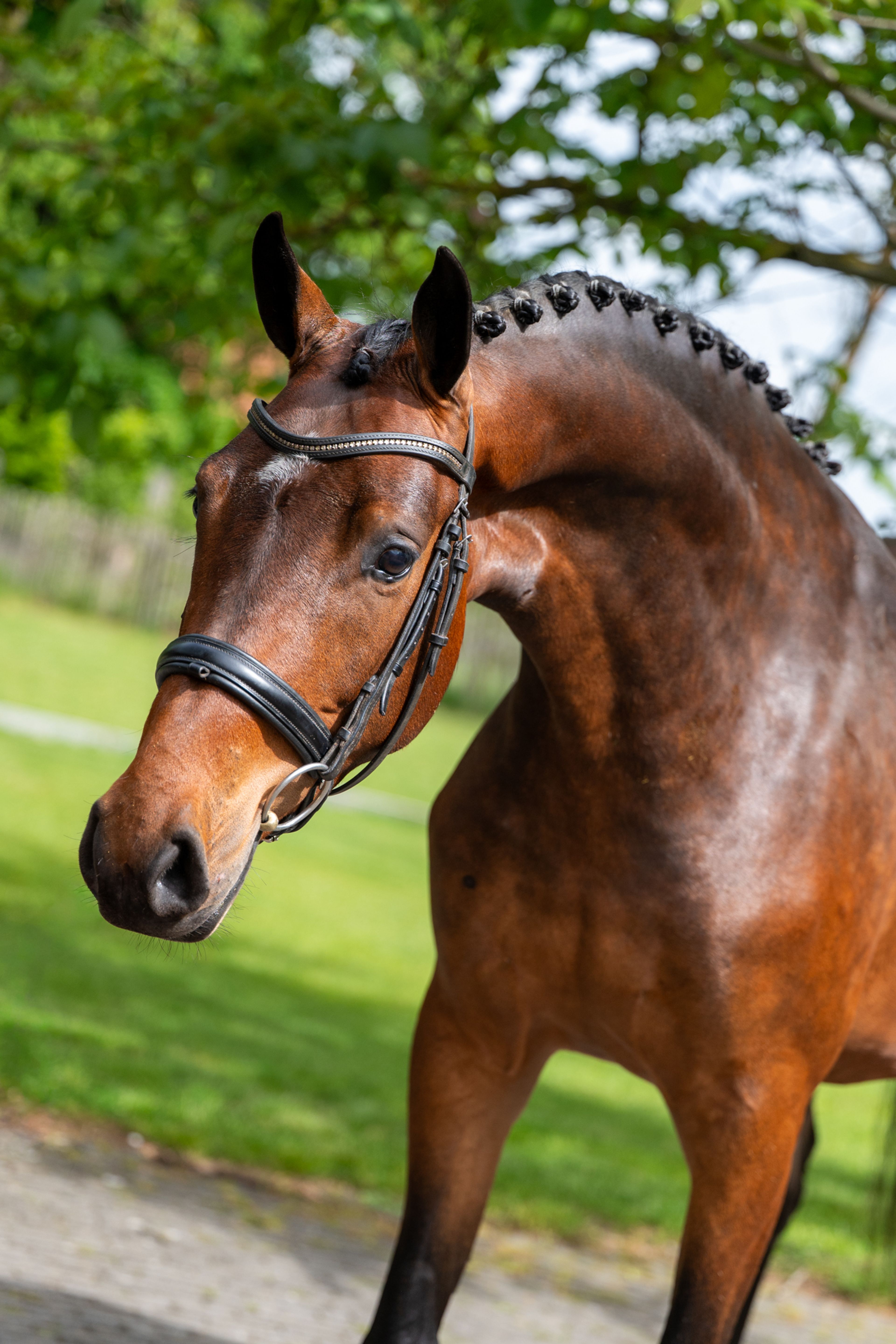 Salinka CHS (COMME IL FAUT x CLEARWAY) - Image 10