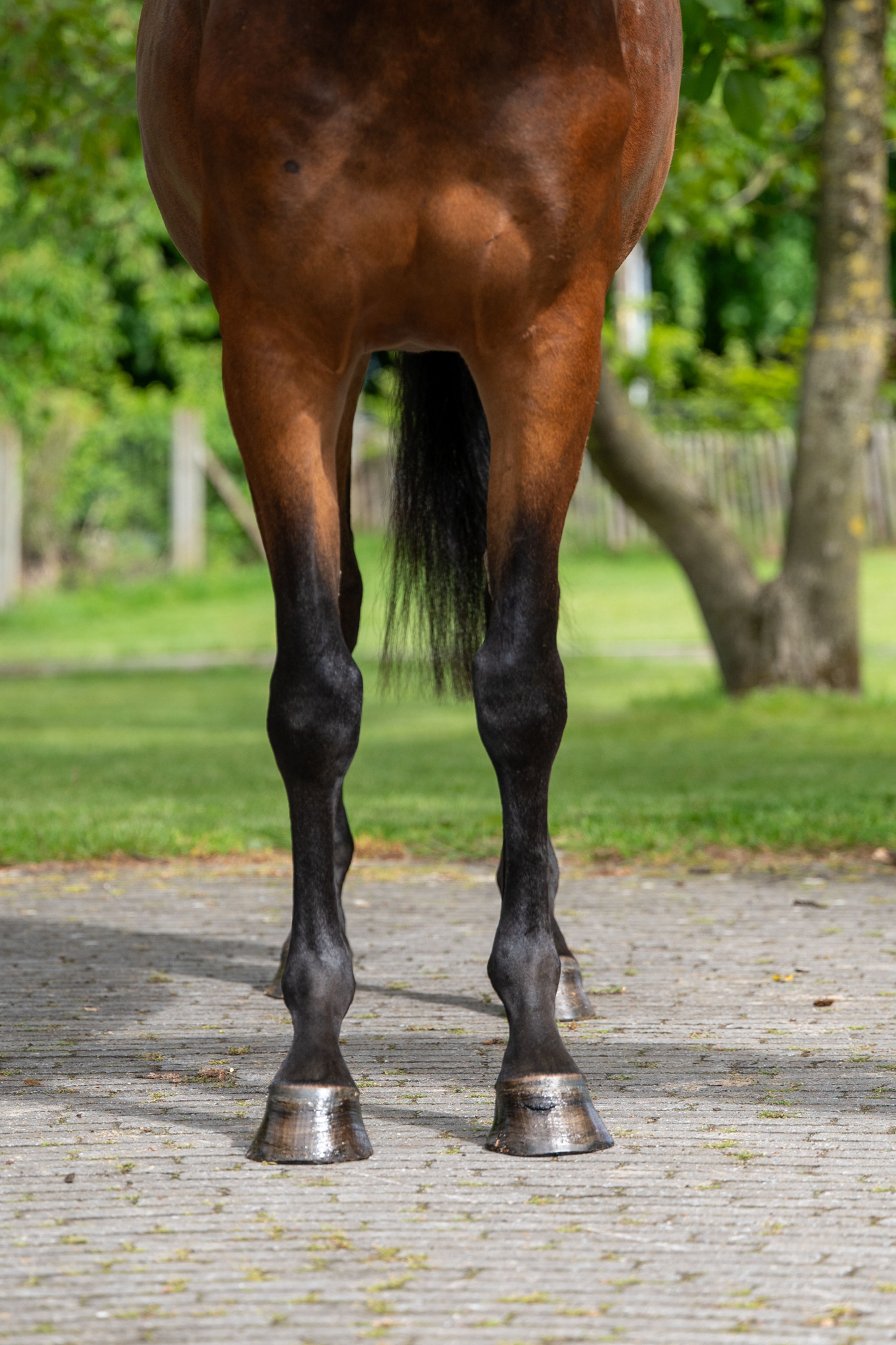 Salinka CHS (COMME IL FAUT x CLEARWAY) - Image 11