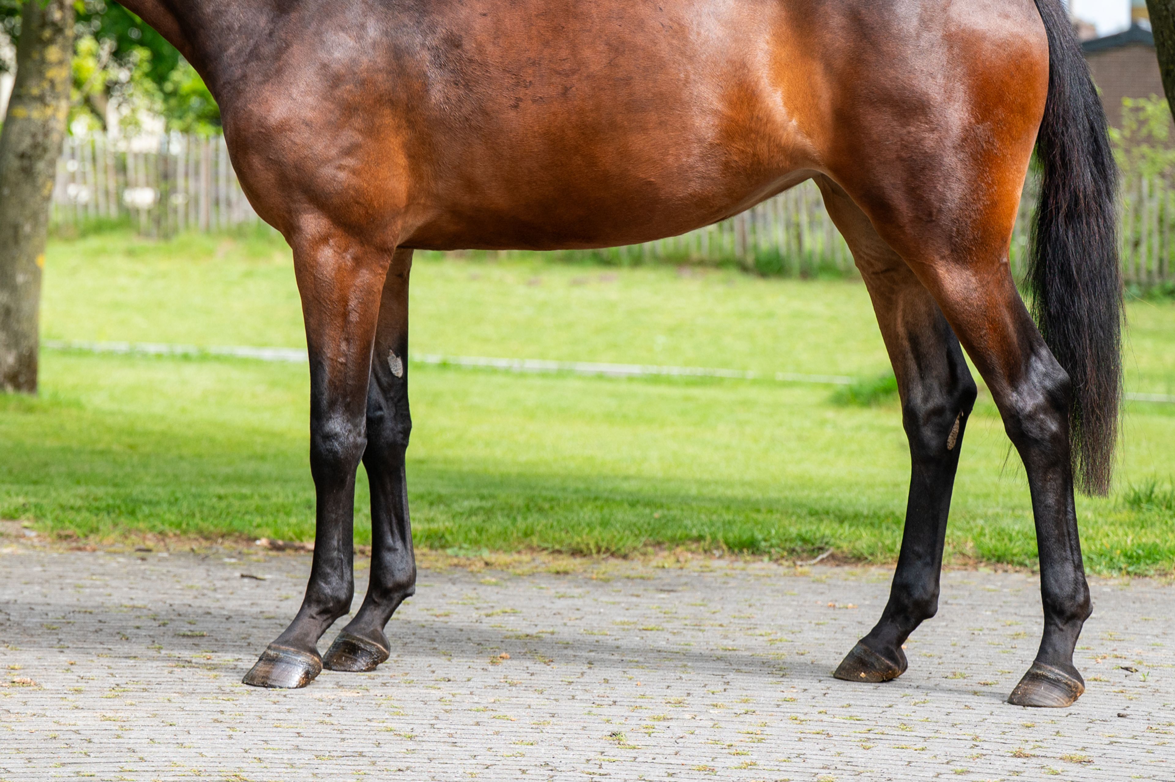 Salinka CHS (COMME IL FAUT x CLEARWAY) - Image 12
