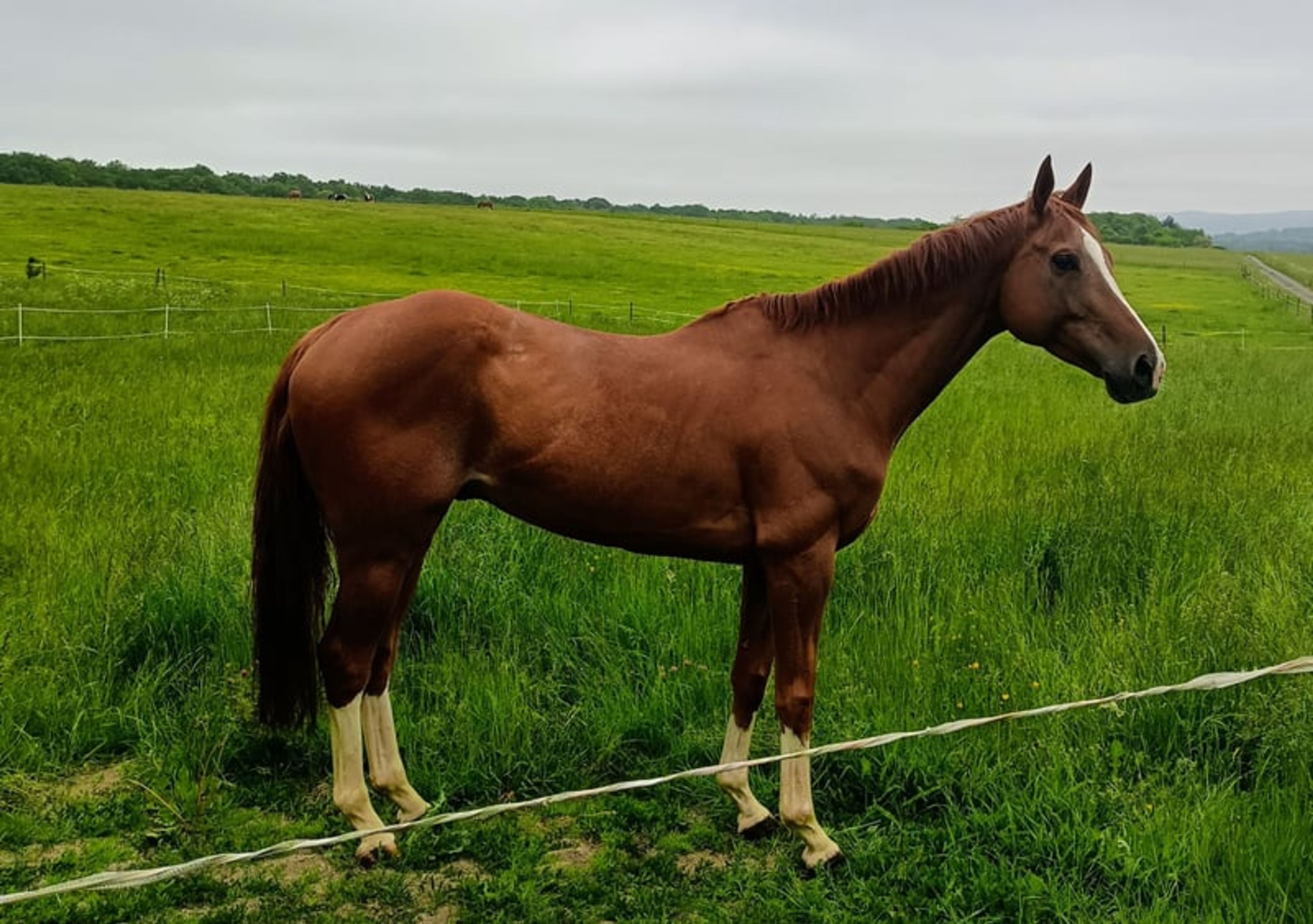 Red Storm: Large, powerful Thoroughbred with a calm temperament