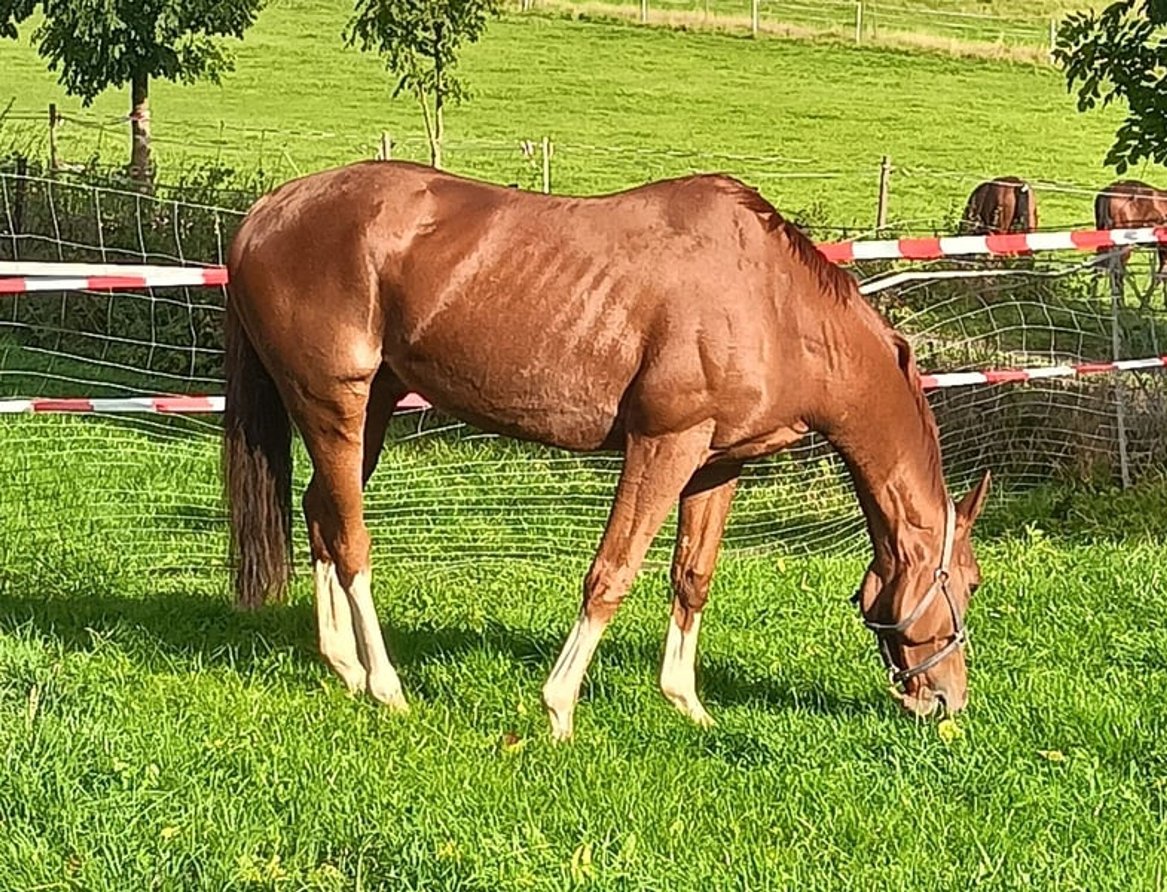 Red Storm: Large, powerful Thoroughbred with a calm temperament - Image 2