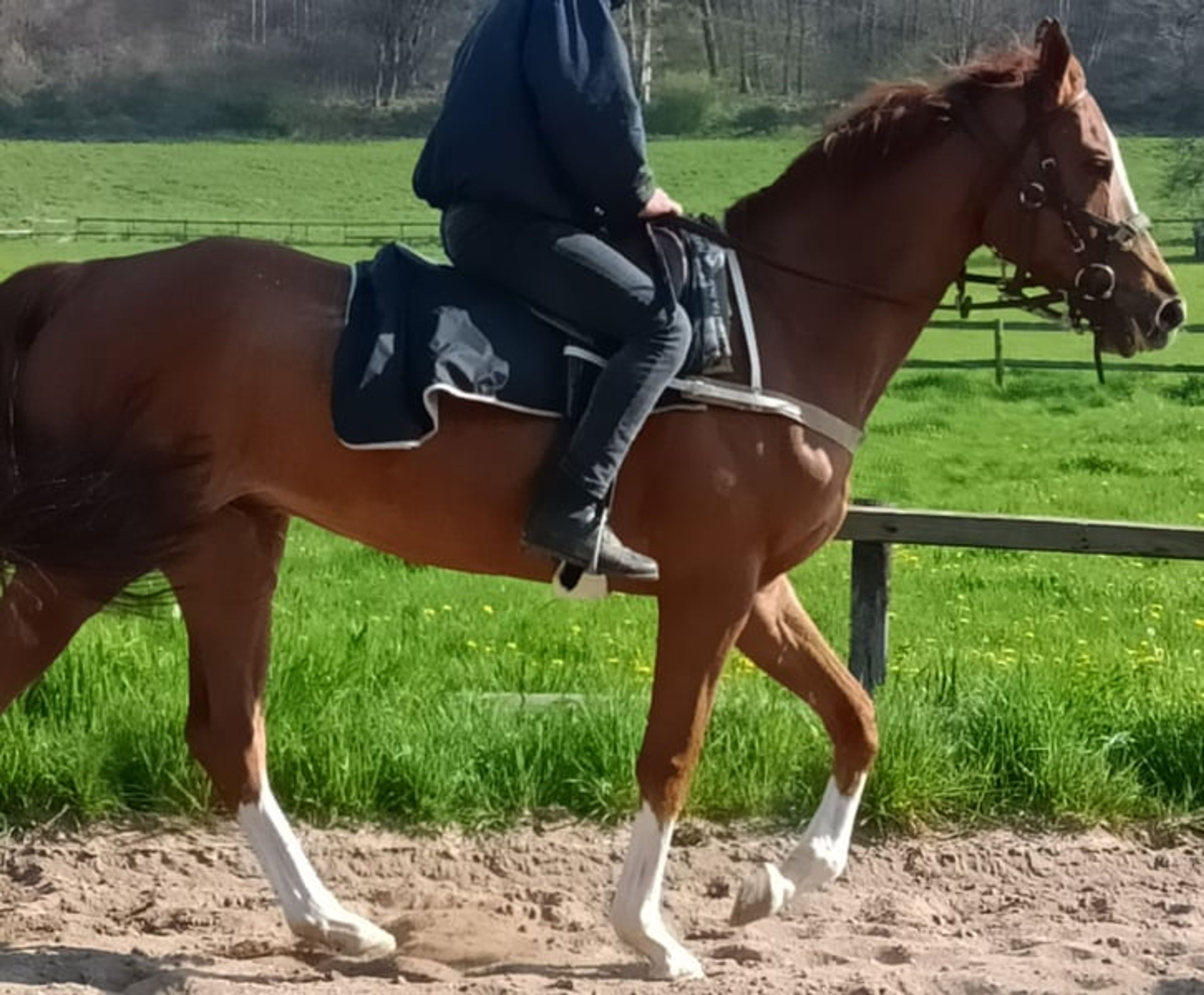 Red Storm: Large, powerful Thoroughbred with a calm temperament - Image 3