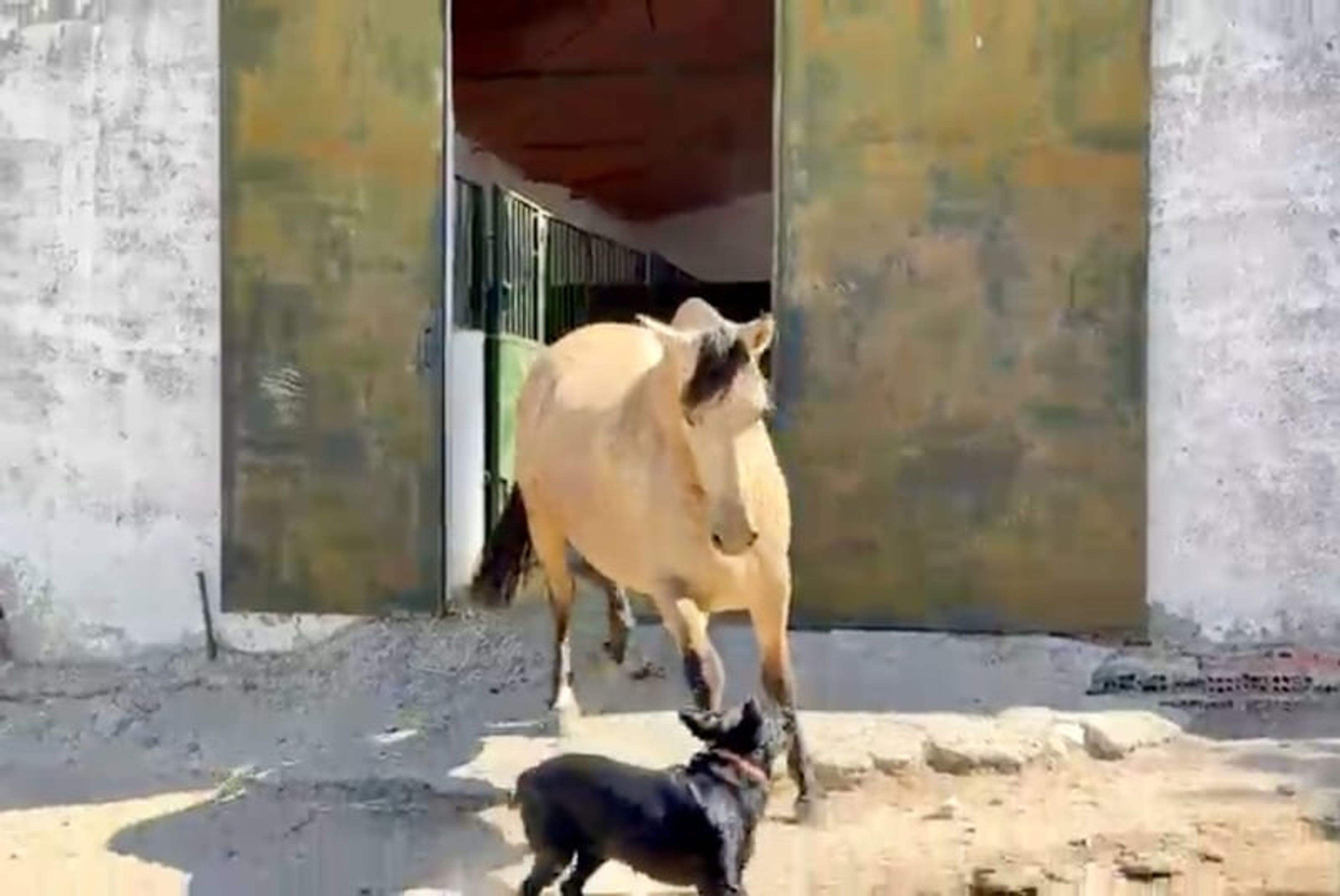Exceptional Buckskin PRE Mare – 3 Years Old | Daughter of Picaso - Image 2