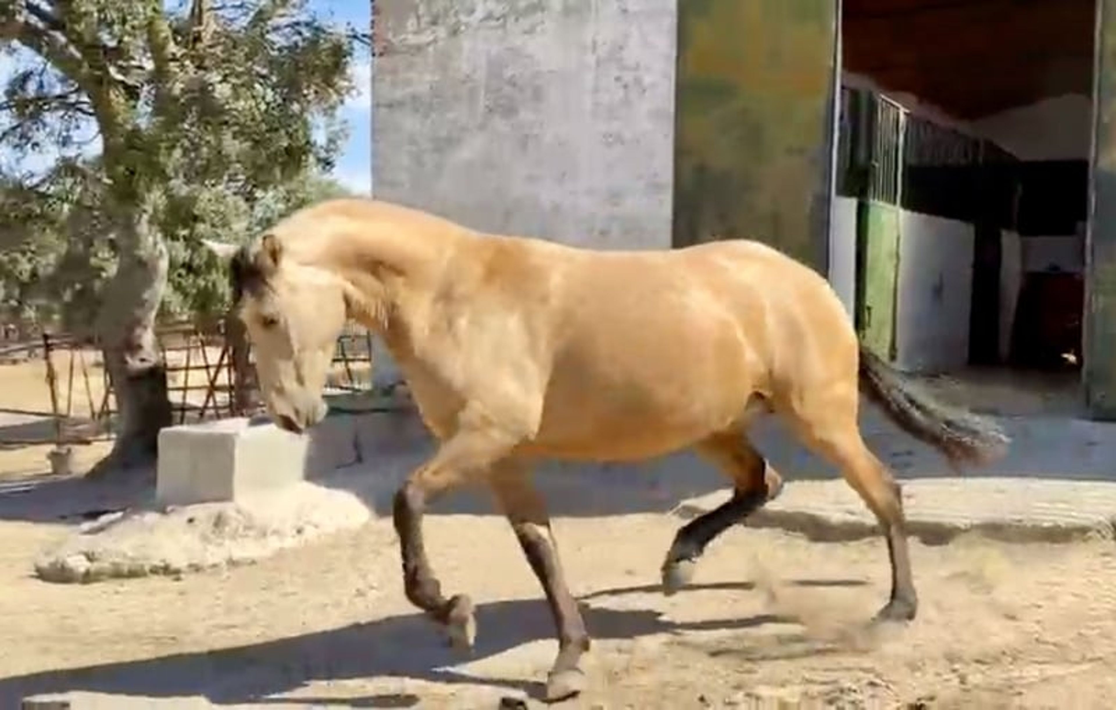 Exceptional Buckskin PRE Mare – 3 Years Old | Daughter of Picaso - Image 3