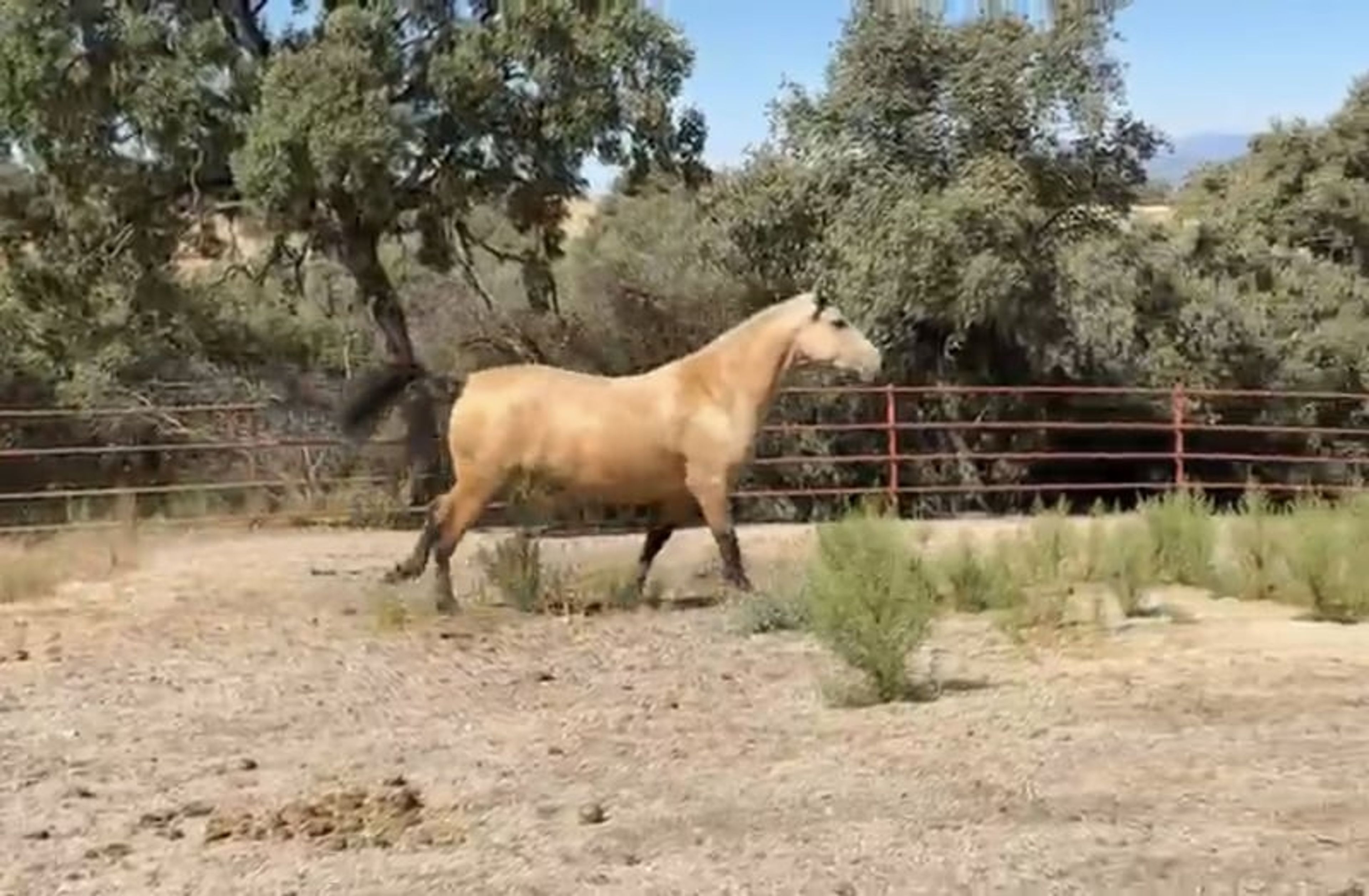 Exceptional Buckskin PRE Mare – 3 Years Old | Daughter of Picaso - Image 4