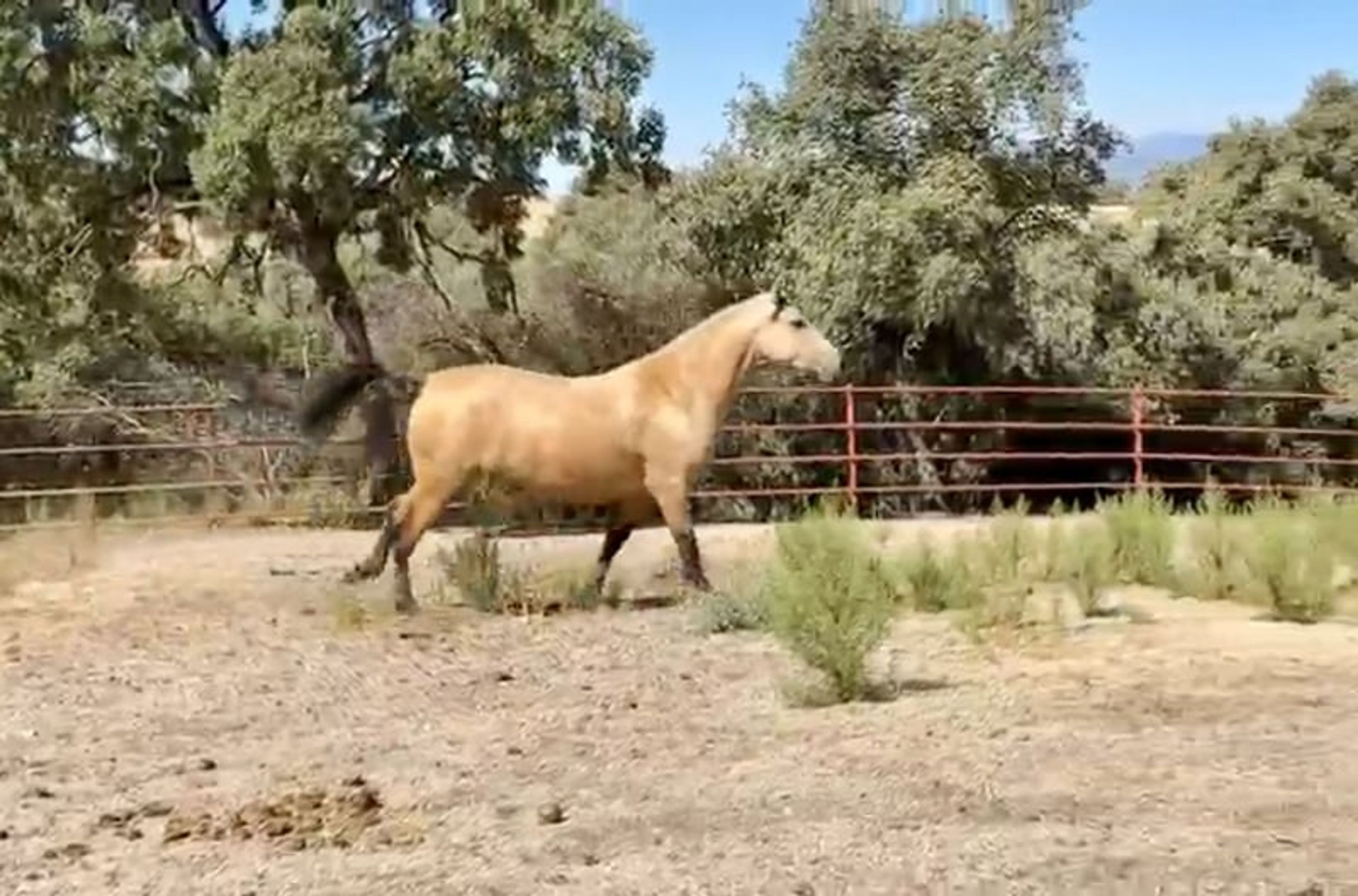Exceptional Buckskin PRE Mare – 3 Years Old | Daughter of Picaso - Image 5