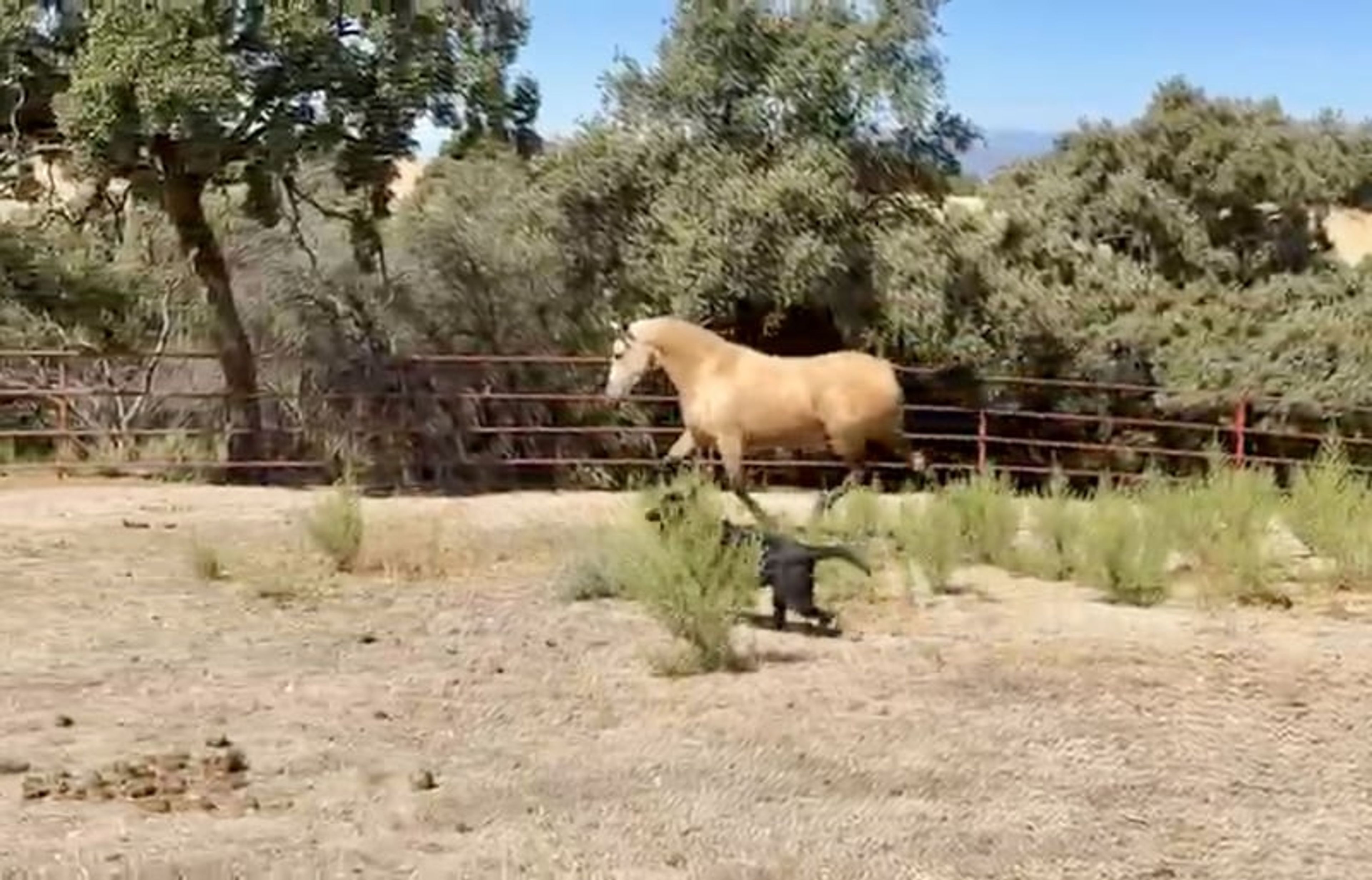 Exceptional Buckskin PRE Mare – 3 Years Old | Daughter of Picaso - Image 6