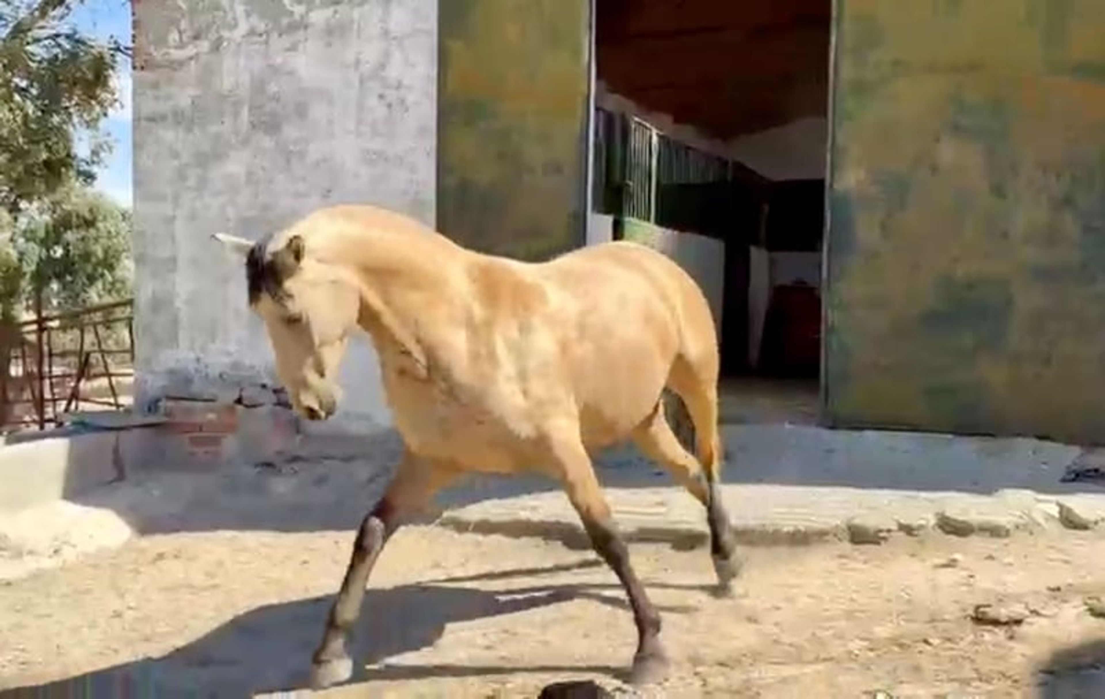 Exceptional Buckskin PRE Mare – 3 Years Old | Daughter of Picaso - Image 7