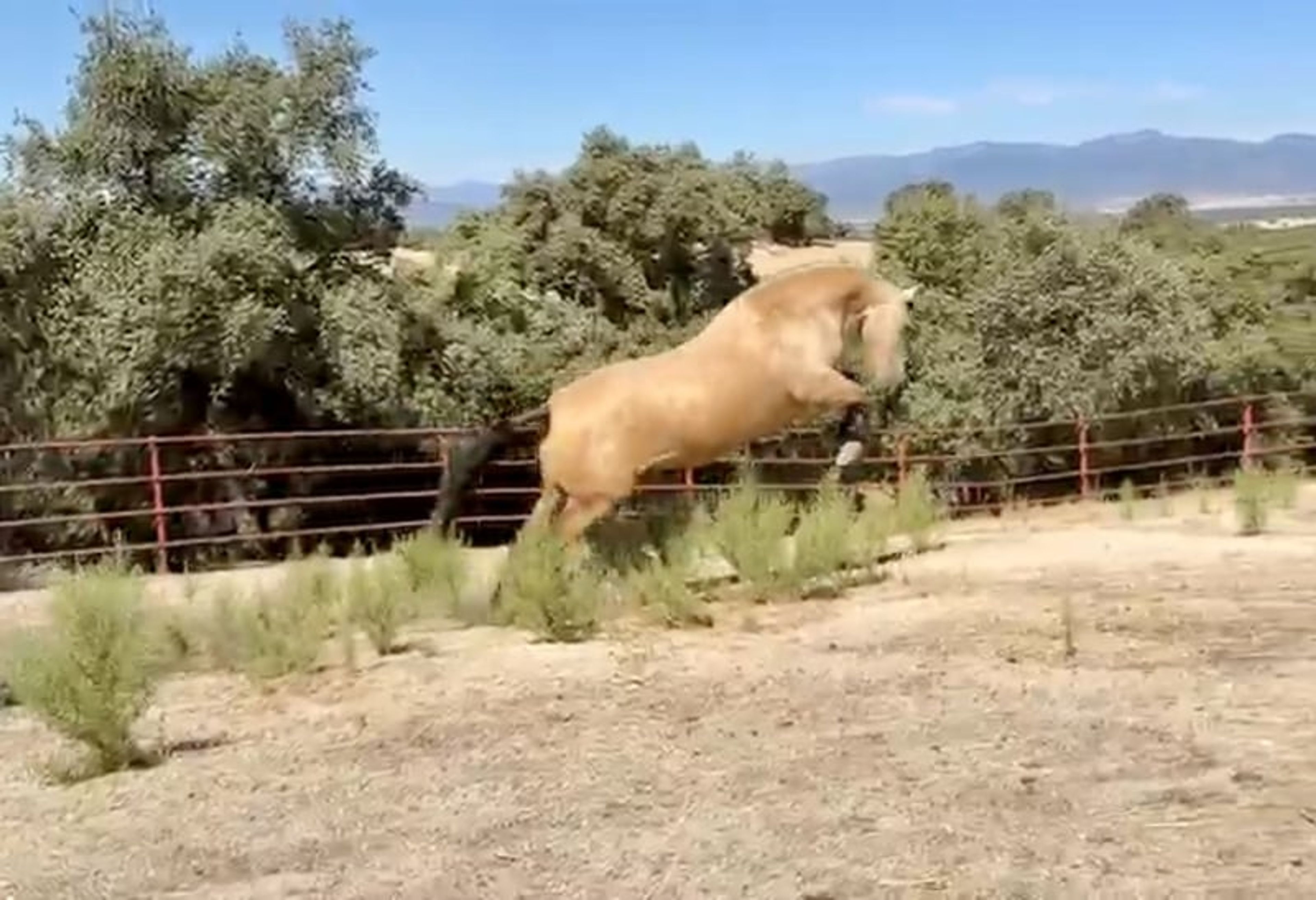 Exceptional Buckskin PRE Mare – 3 Years Old | Daughter of Picaso - Image 8