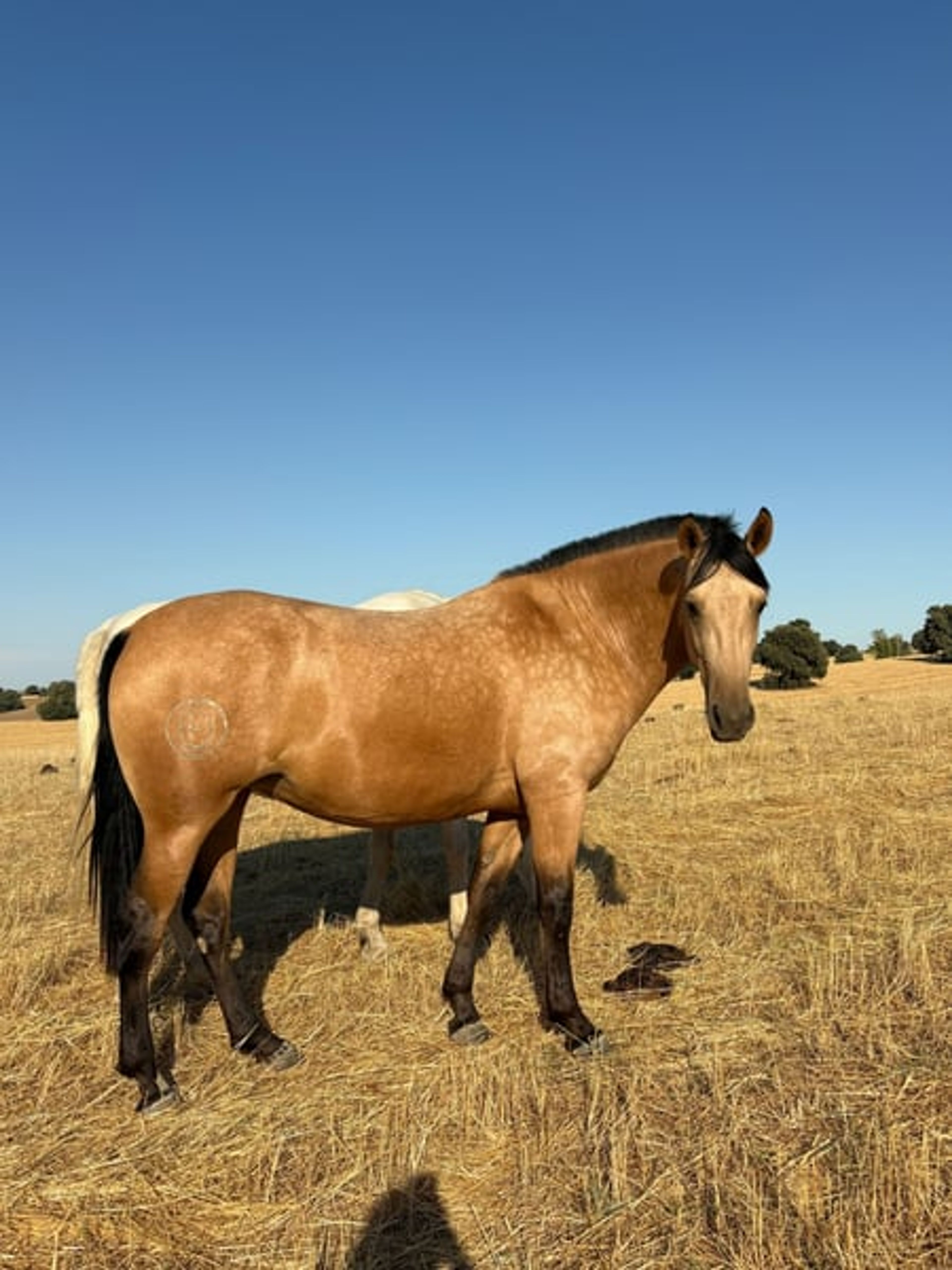 Exceptional Buckskin PRE Mare – 3 Years Old | Daughter of Picaso - Image 9