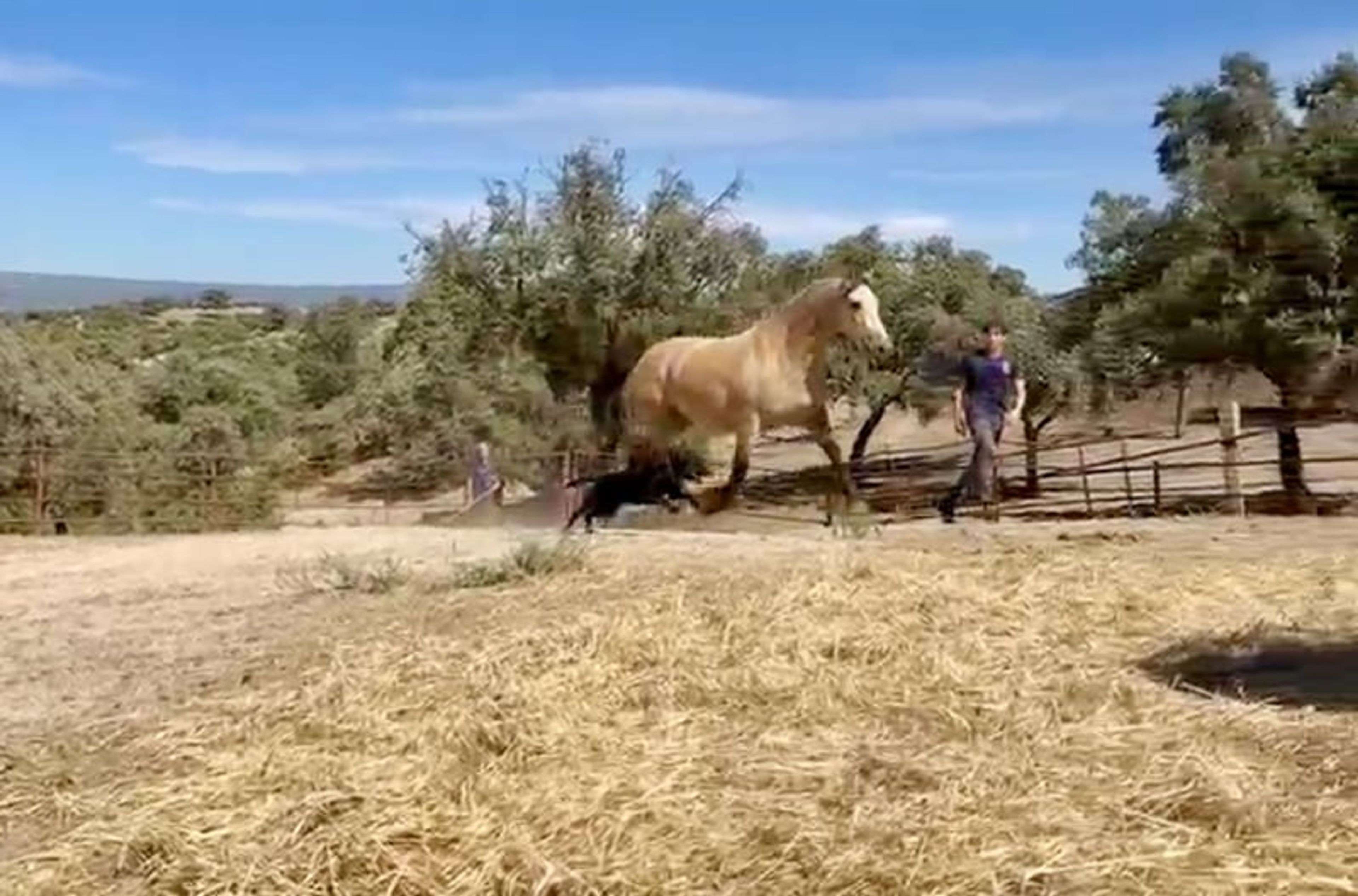Exceptional Buckskin PRE Mare – 3 Years Old | Daughter of Picaso - Image 10