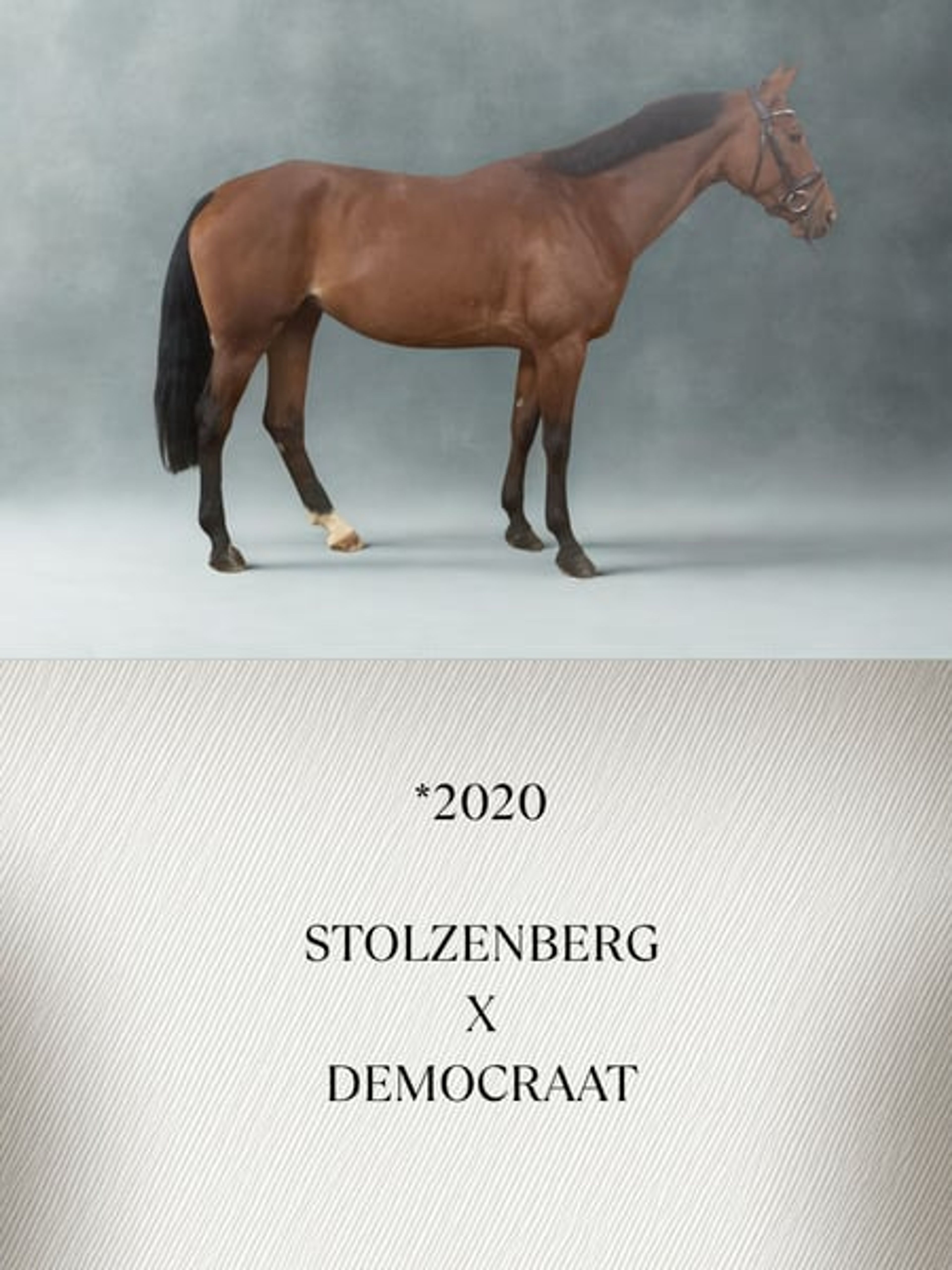 Mare with an excellent temperament