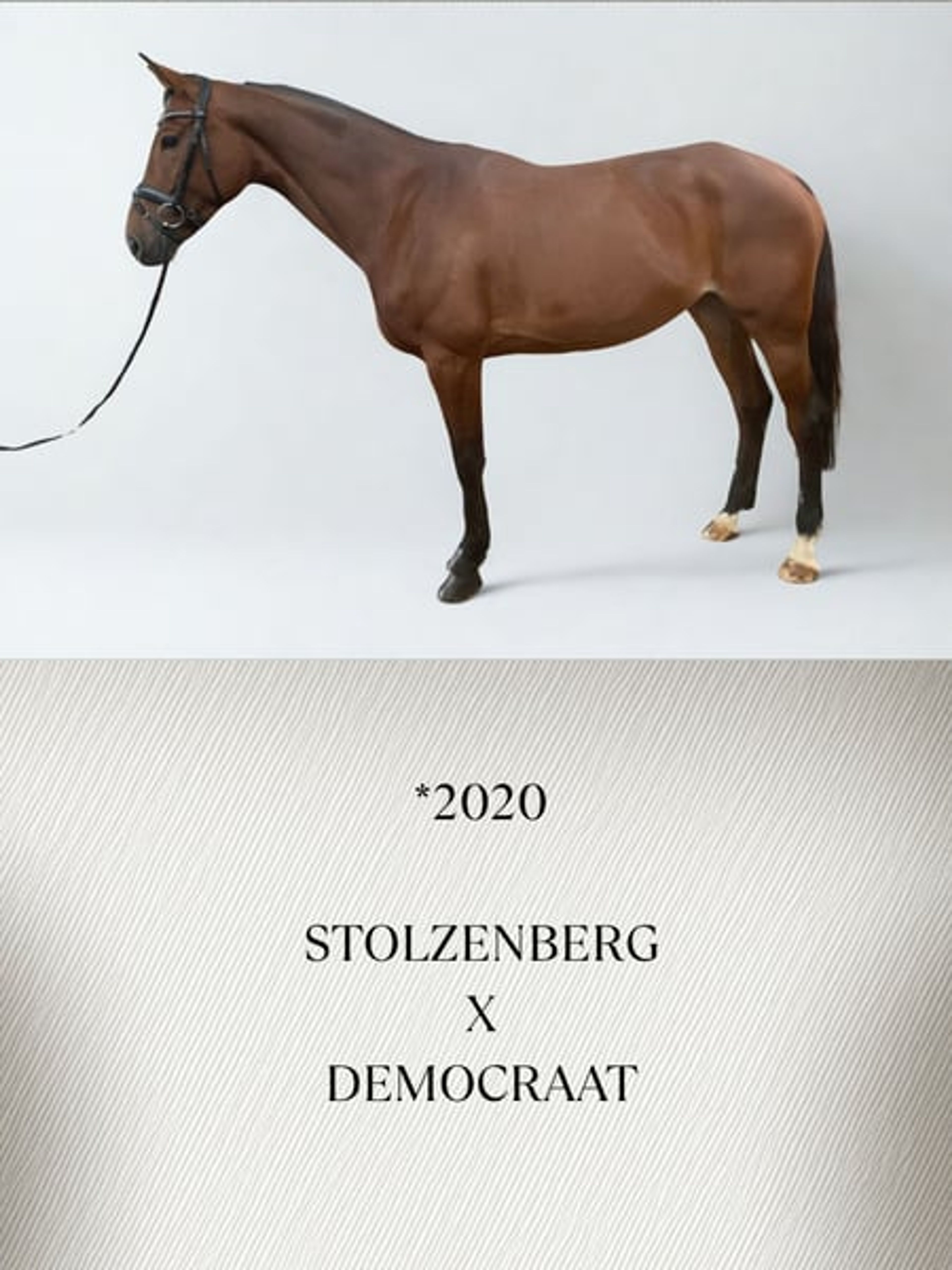 Mare with an excellent temperament - Image 2