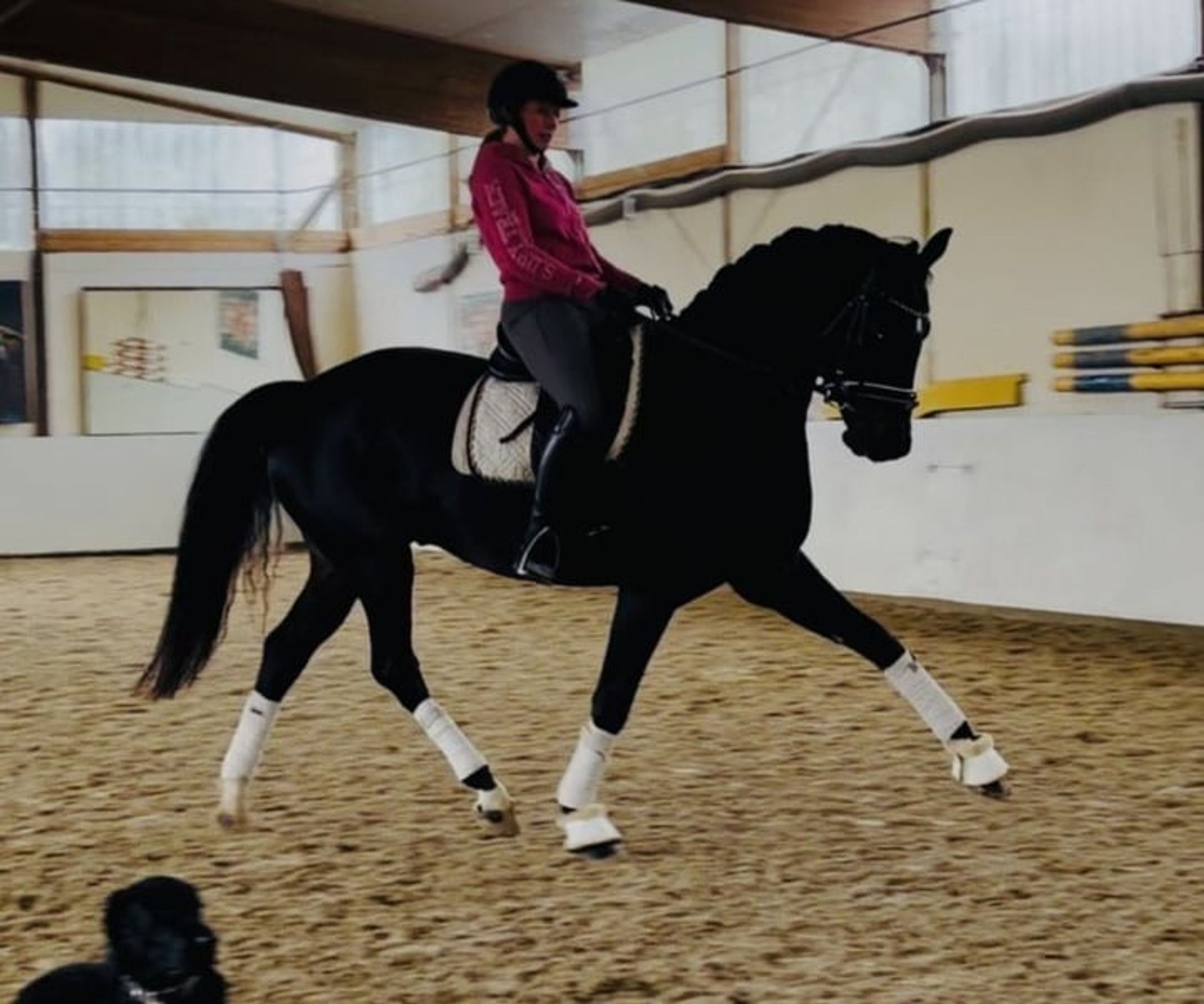 Dressage horse with potential - Image 1
