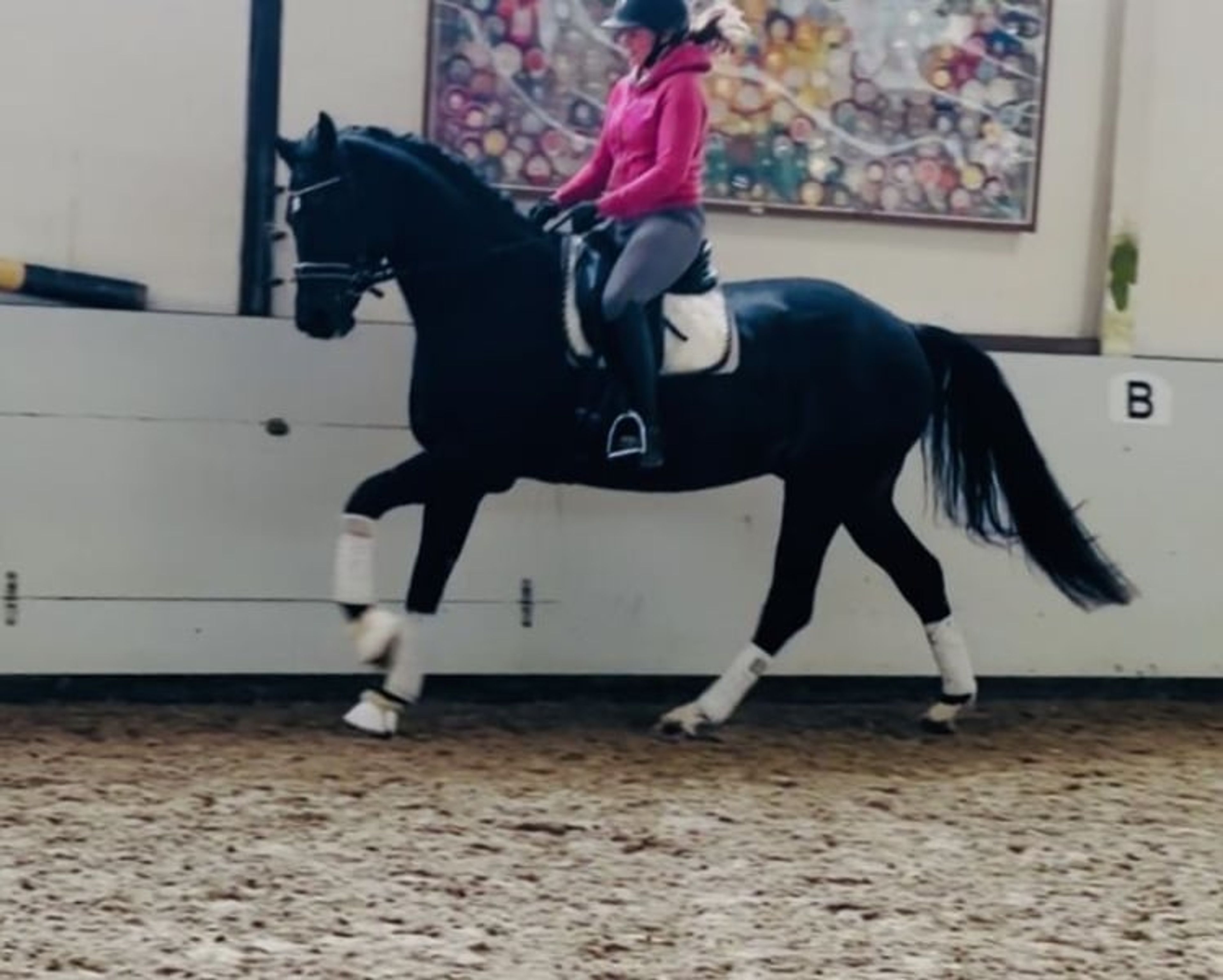 Dressage horse with potential - Image 2