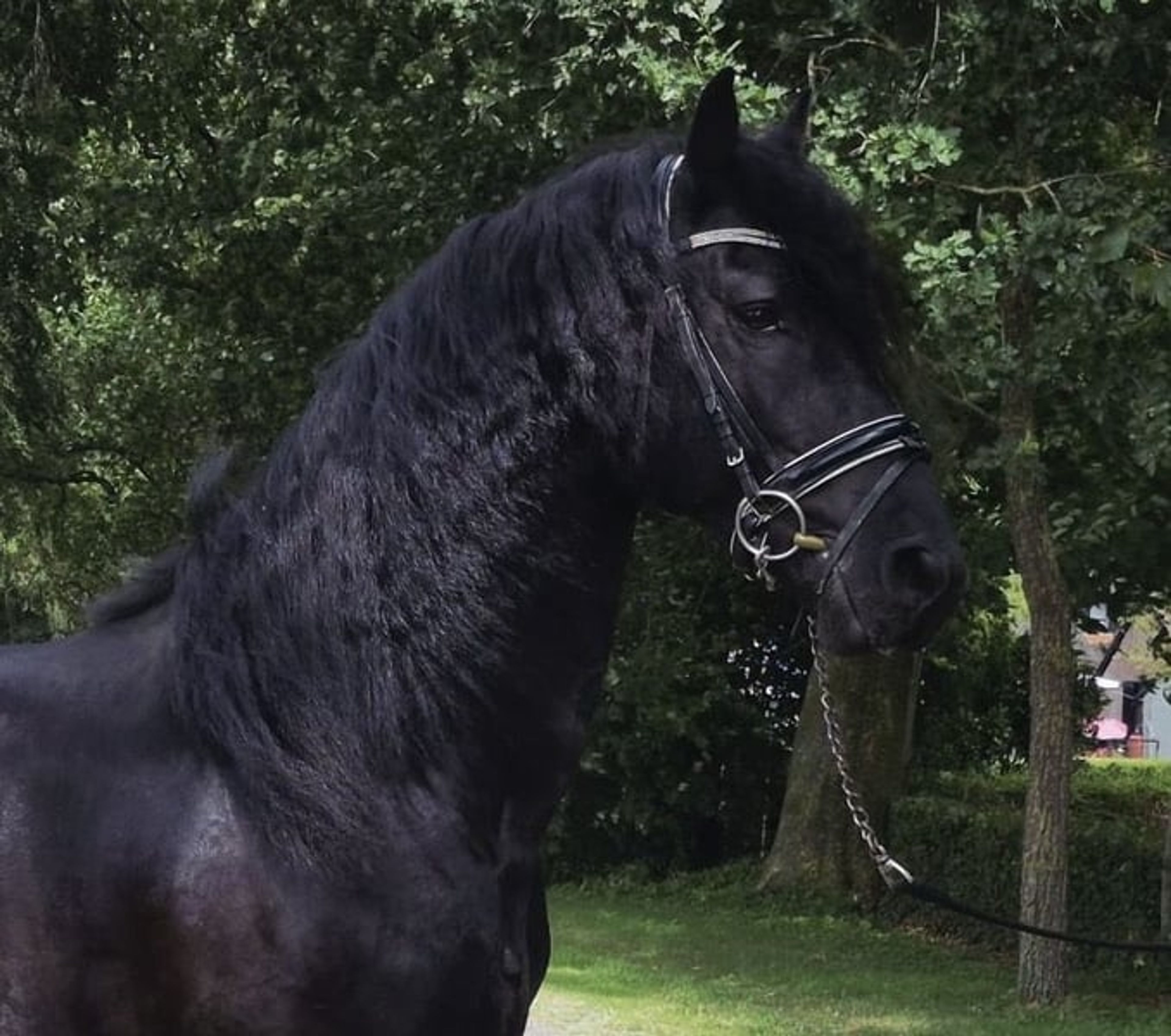 5-year-old KFPS Friesian stallion