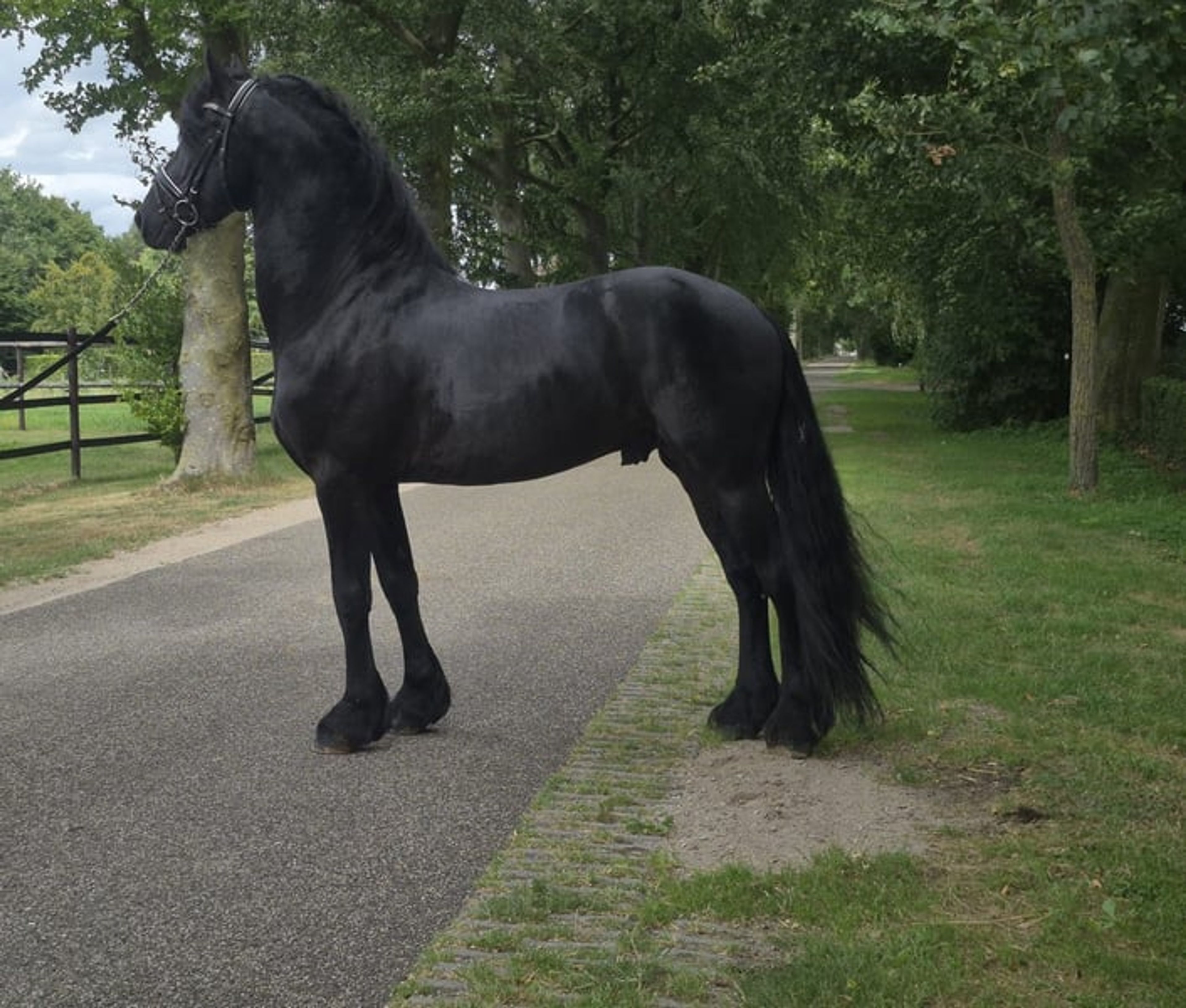 5-year-old KFPS Friesian stallion - Image 2
