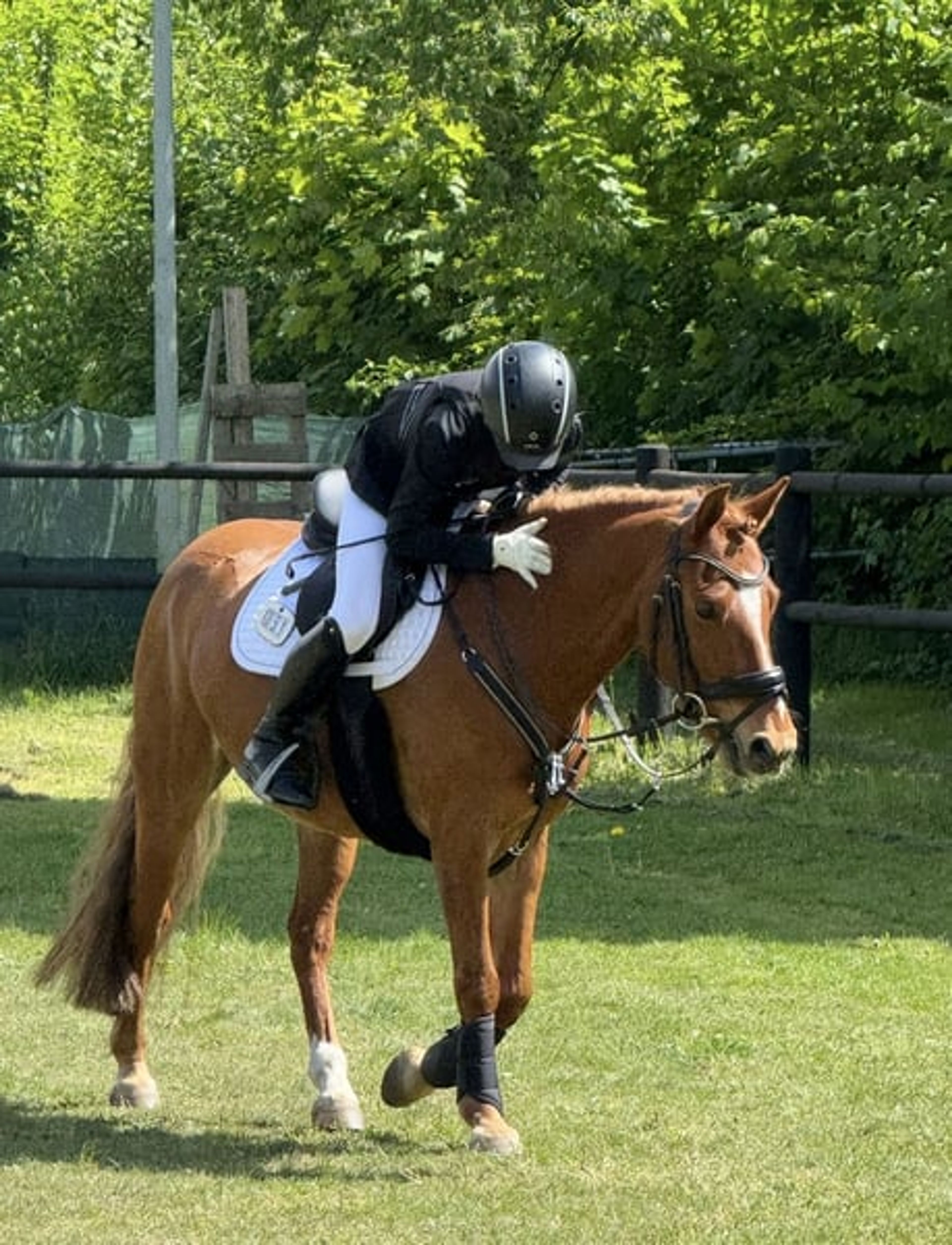 Pony gelding – a lucky charm
