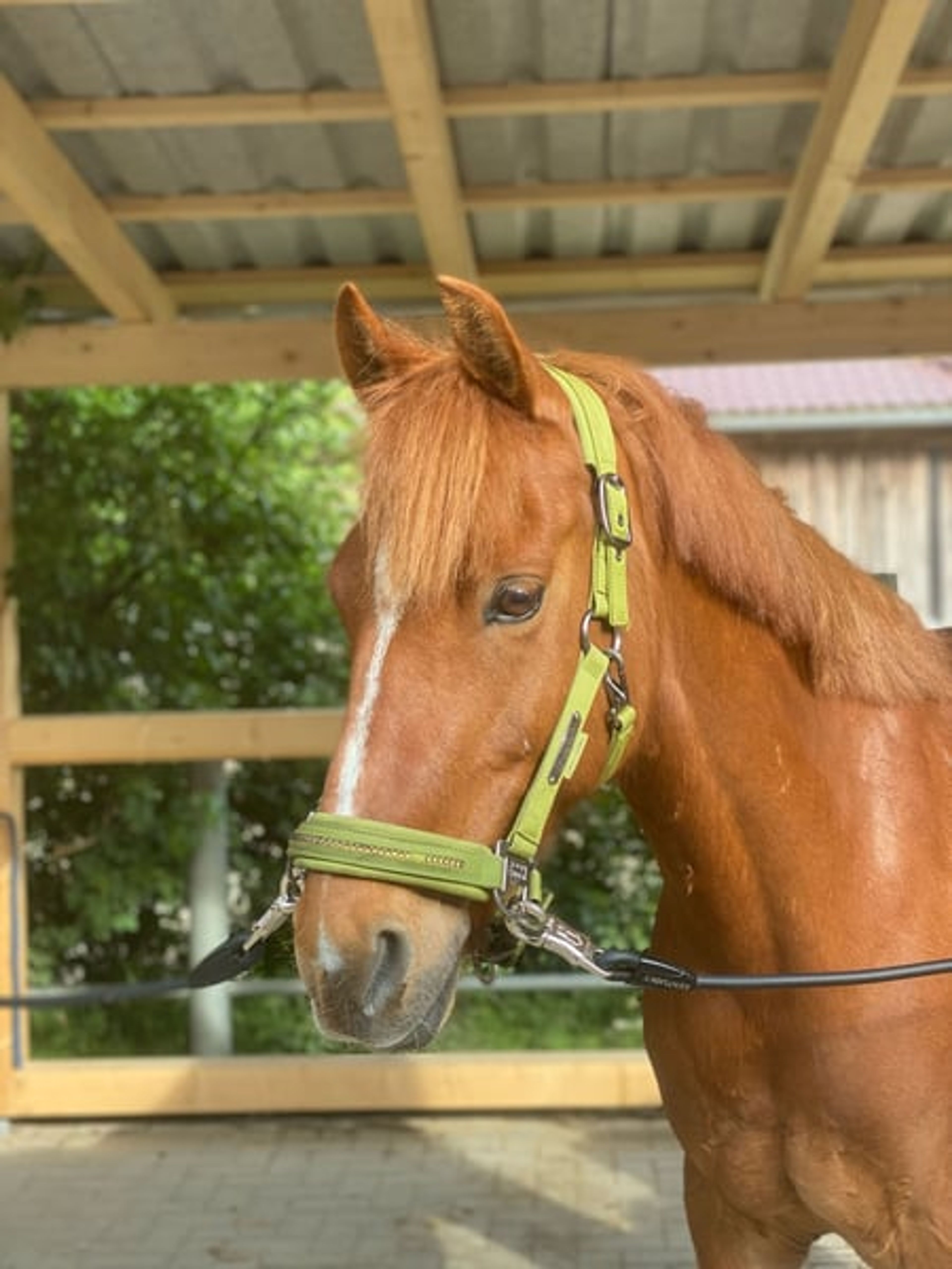 Pony gelding – a lucky charm - Image 2