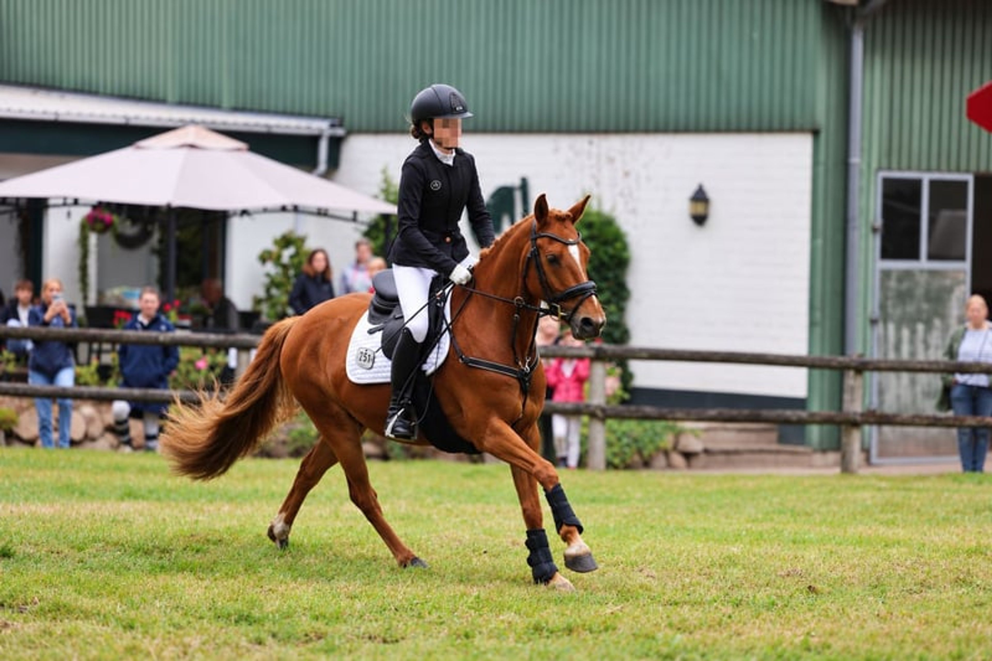 Pony gelding – a lucky charm - Image 3