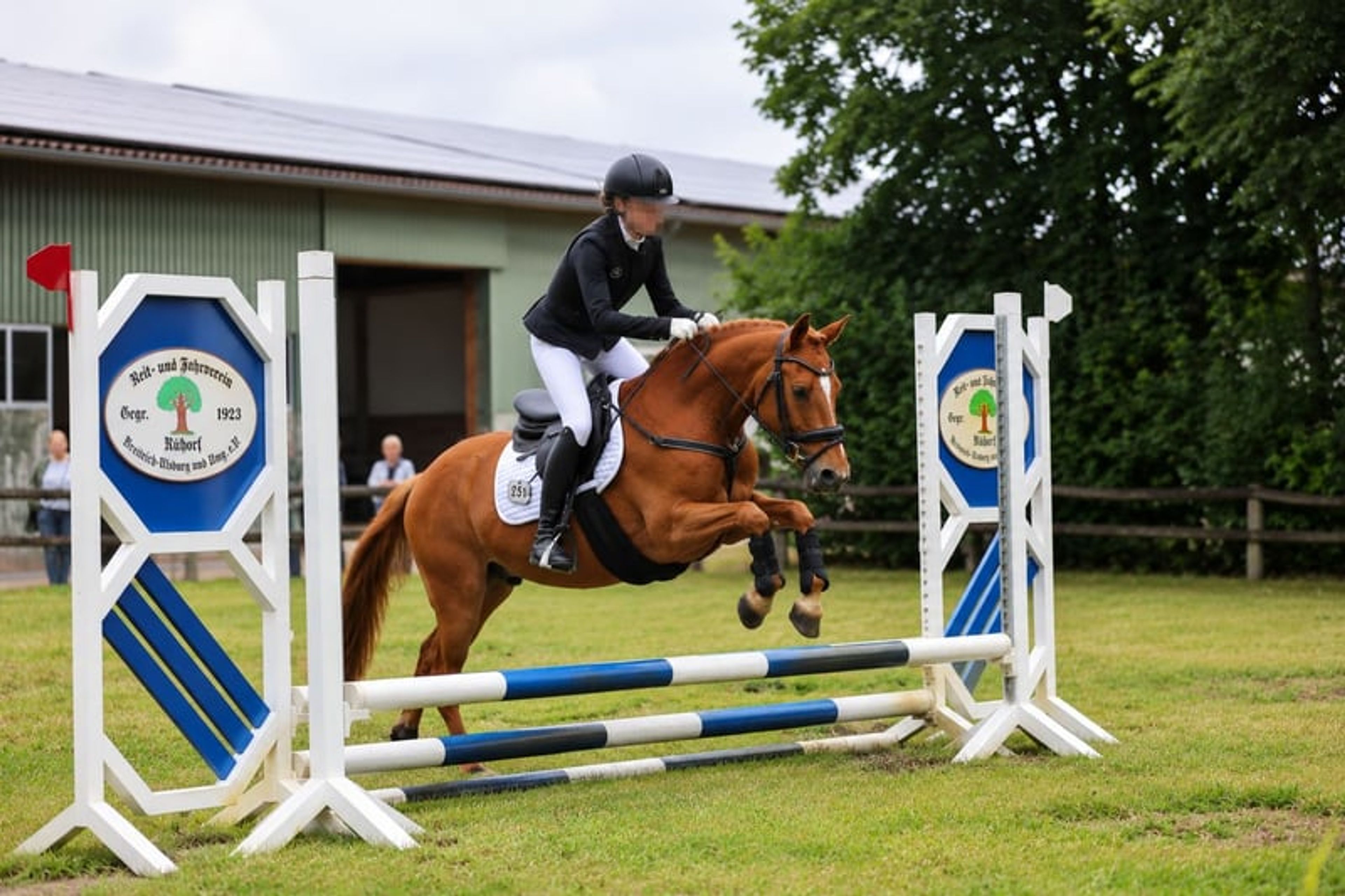 Pony gelding – a lucky charm - Image 4