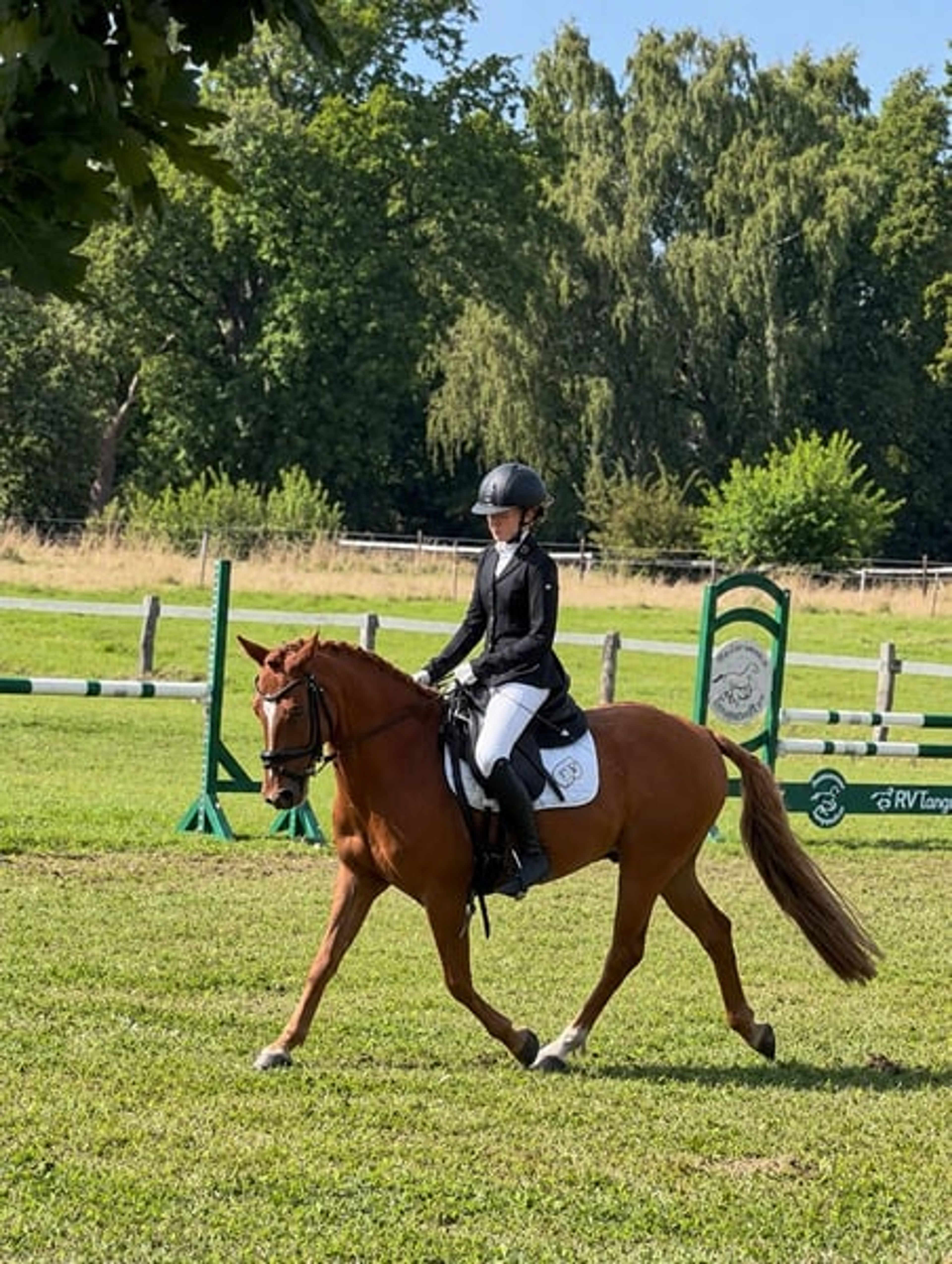 Pony gelding – a lucky charm - Image 5