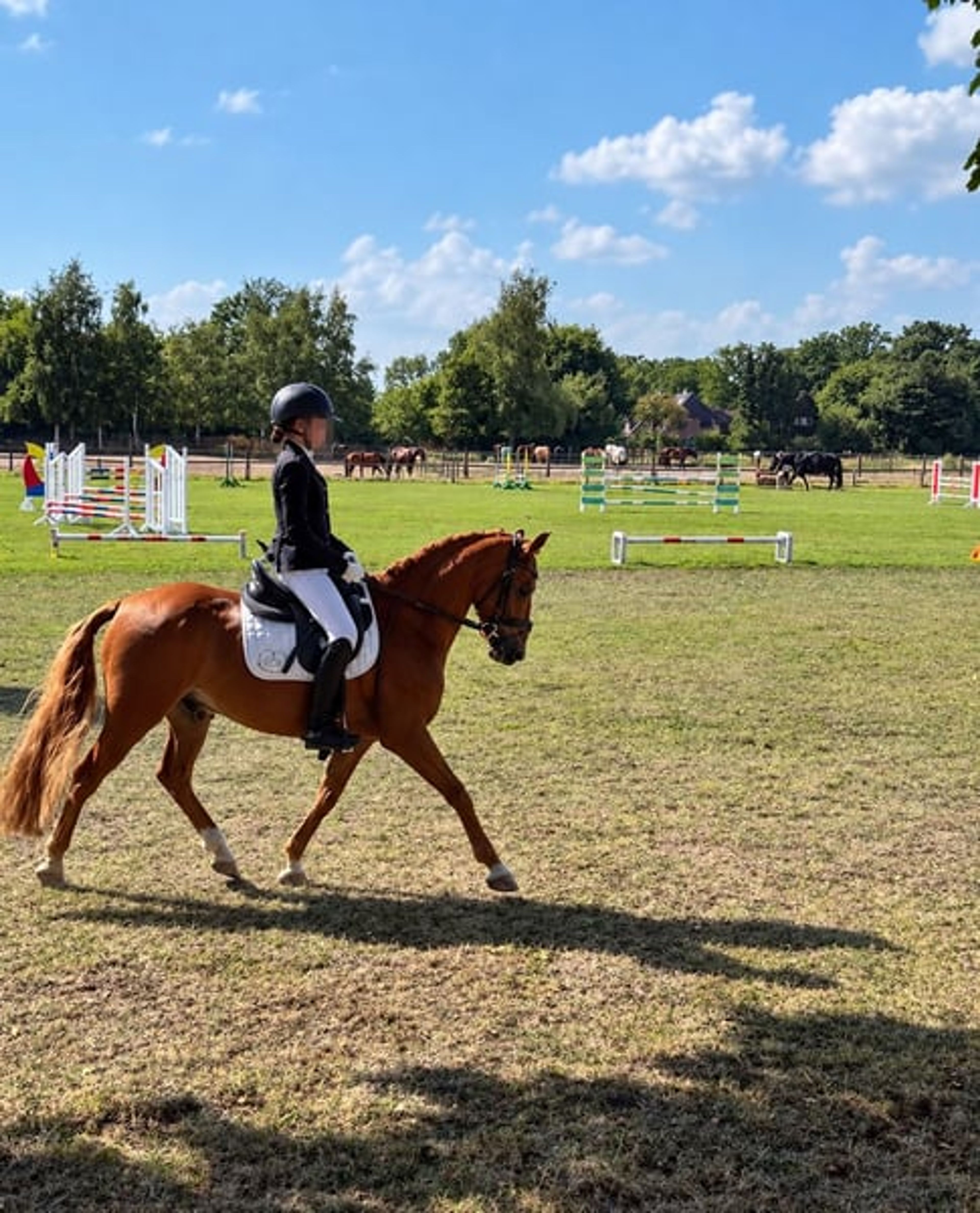 Pony gelding – a lucky charm - Image 6