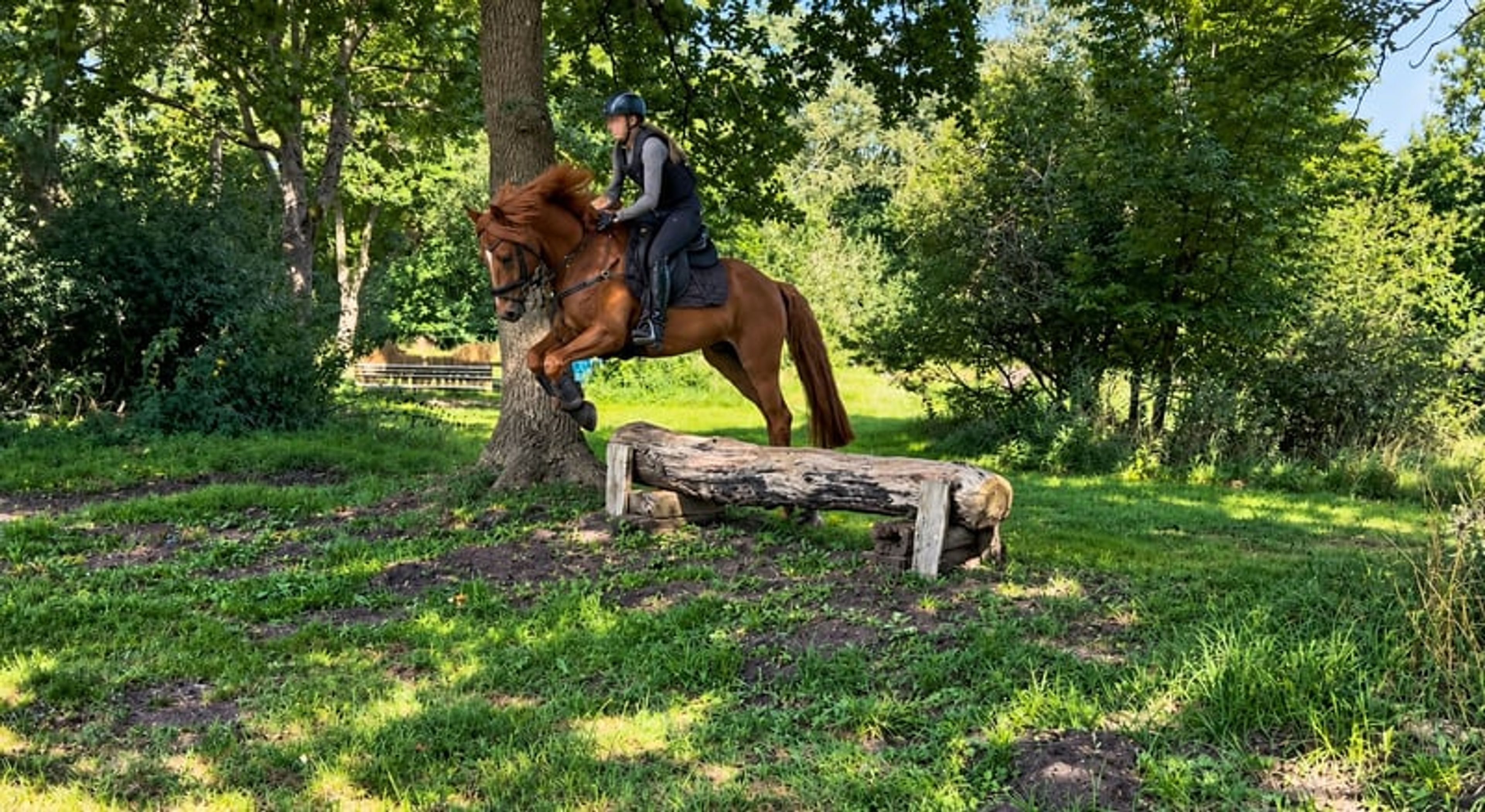 Pony gelding – a lucky charm - Image 7