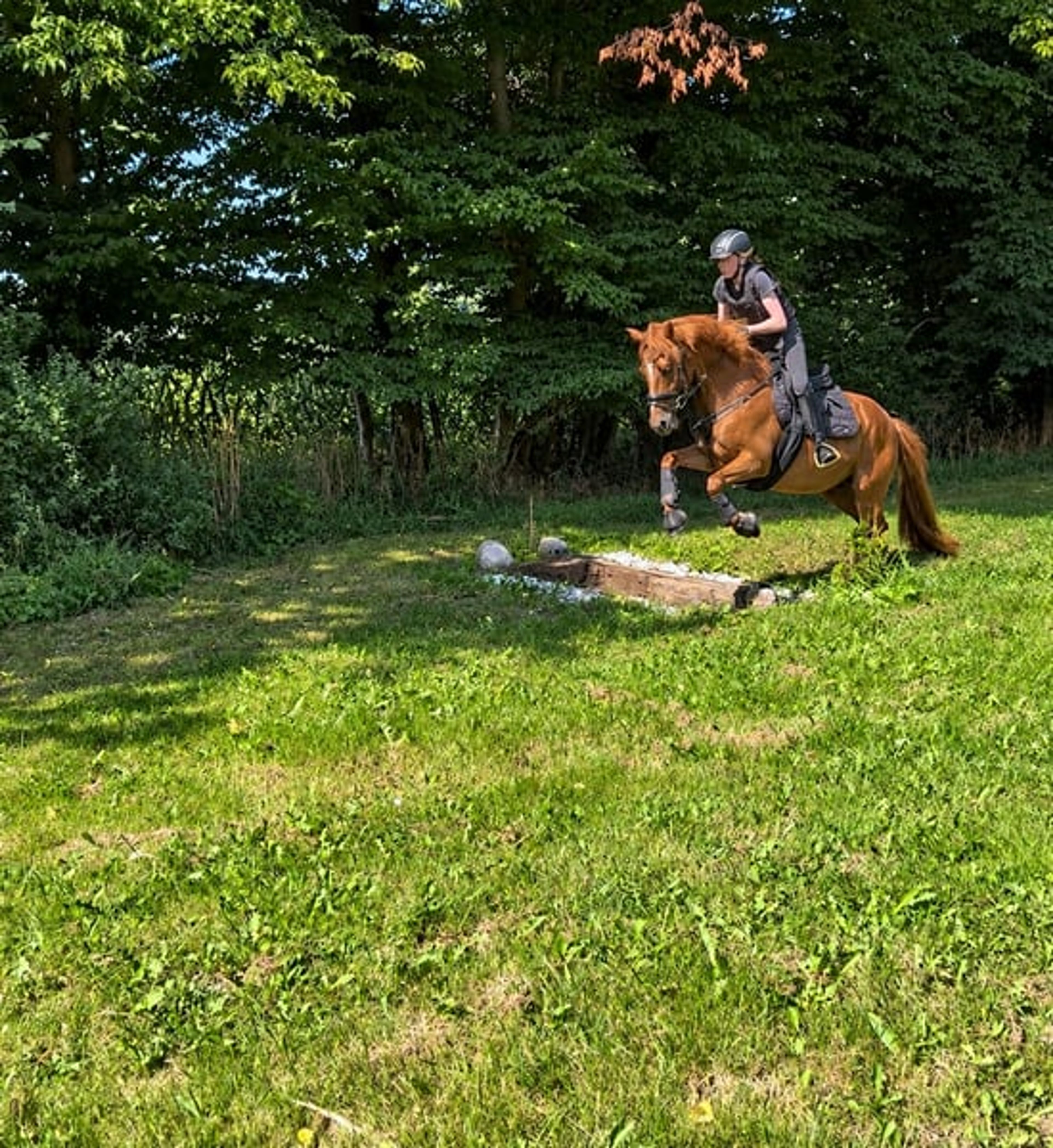 Pony gelding – a lucky charm - Image 8