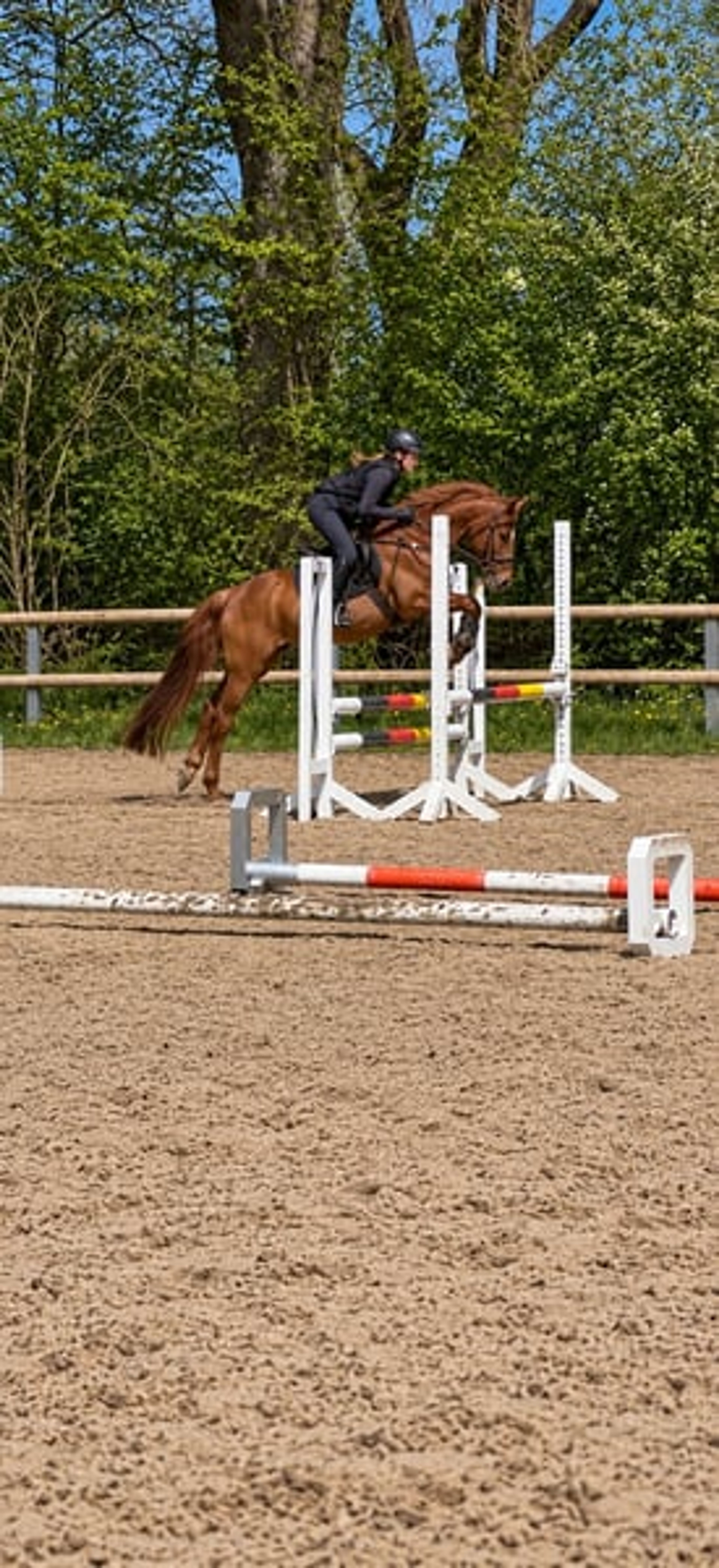 Pony gelding – a lucky charm - Image 9