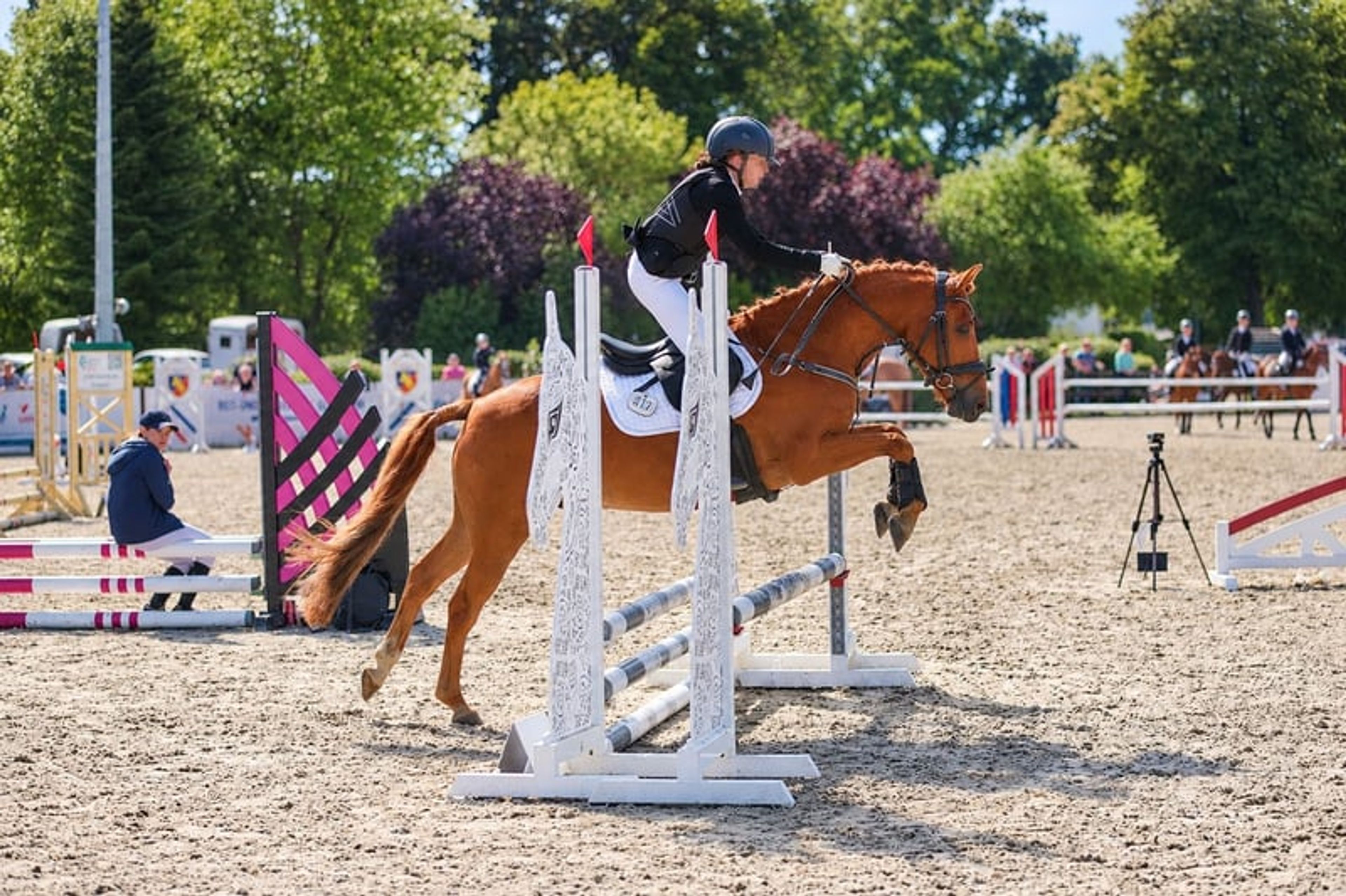 Pony gelding – a lucky charm - Image 10