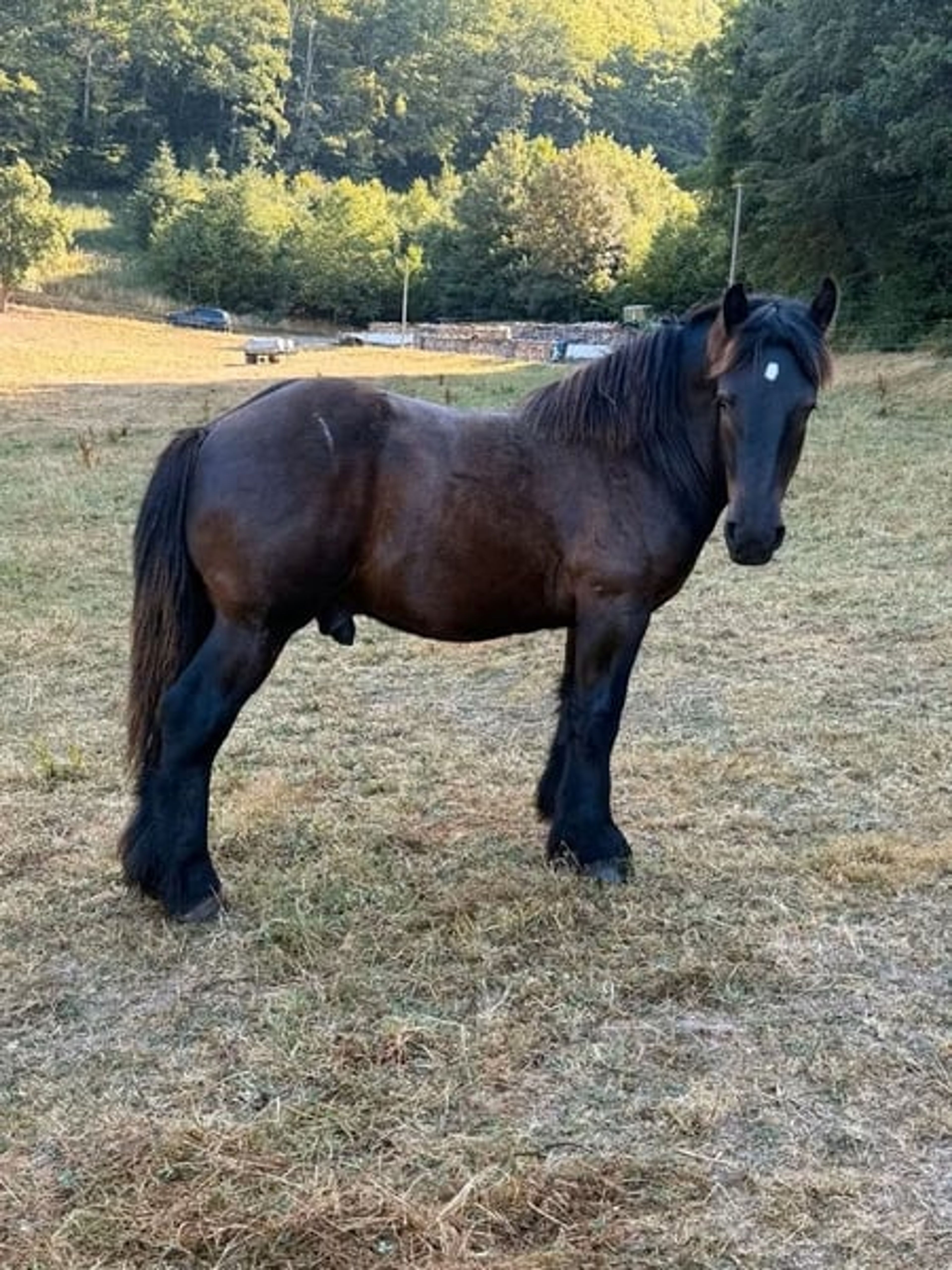 Original Ardennes Yearling Stallion – Black