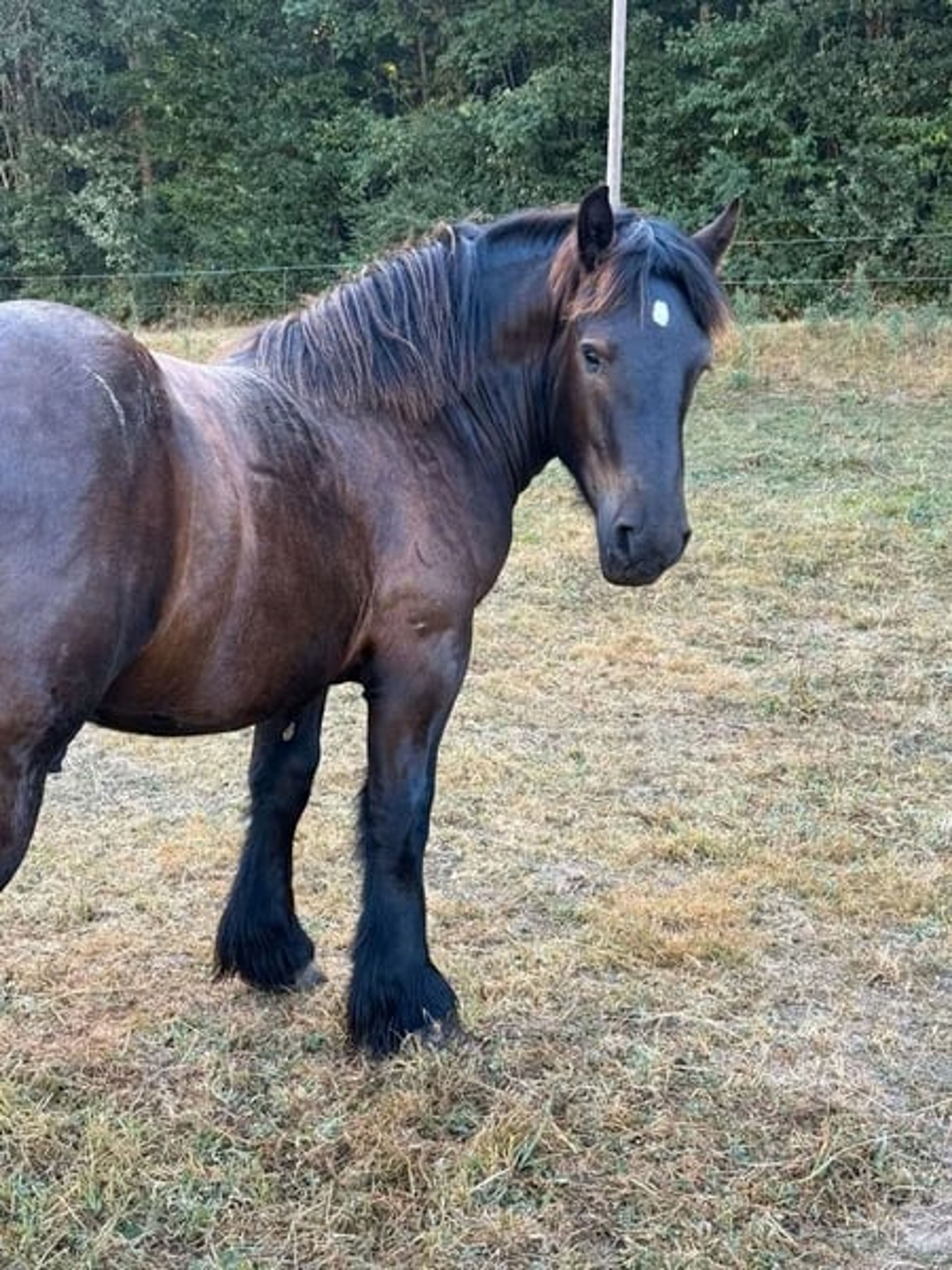 Original Ardennes Yearling Stallion – Black - Image 2