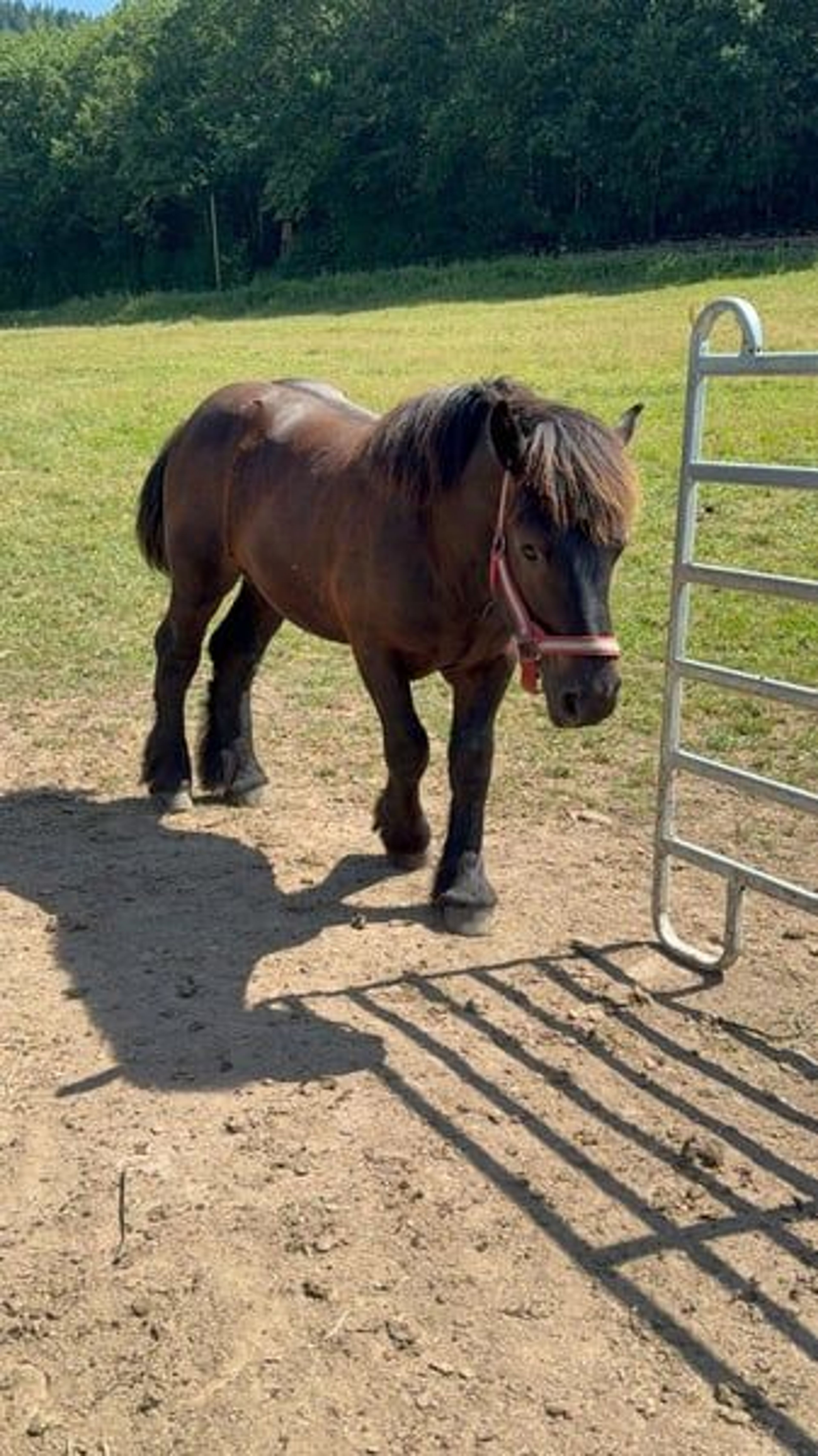 Original Ardennes Yearling Stallion – Black - Image 4