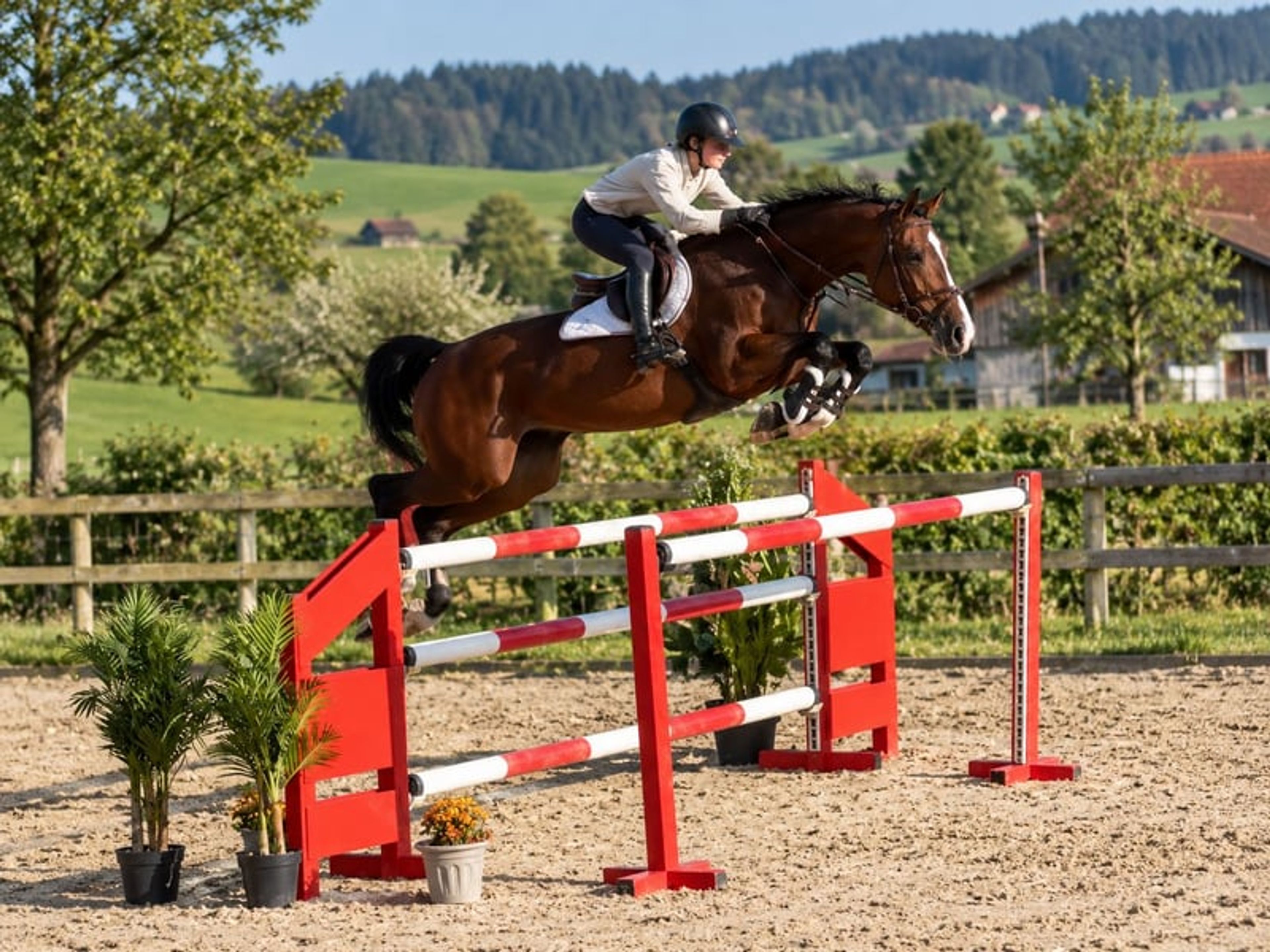 Unspoilt mare for the higher levels., Holstein