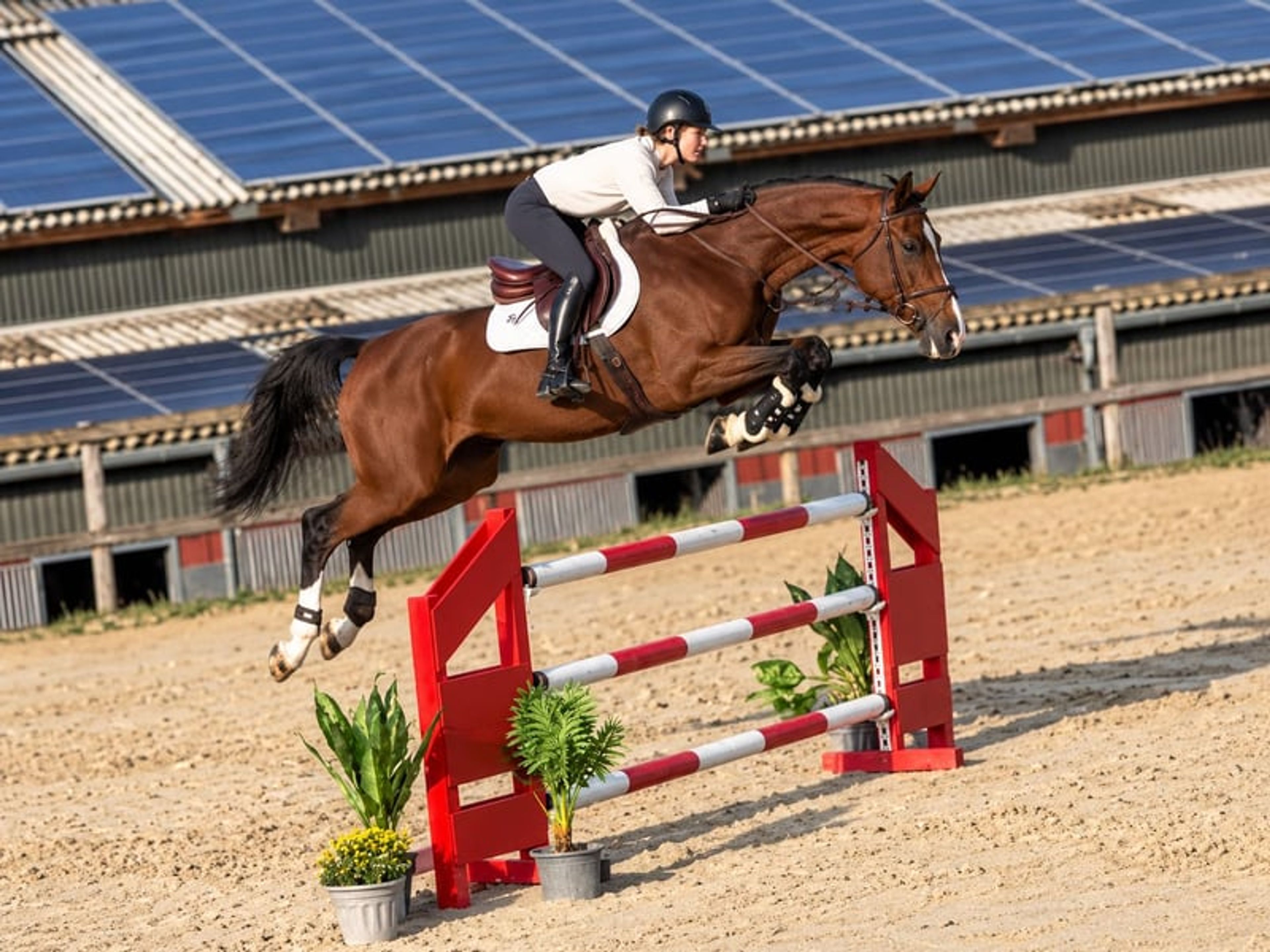 Unspoilt mare for the higher levels. - Image 2