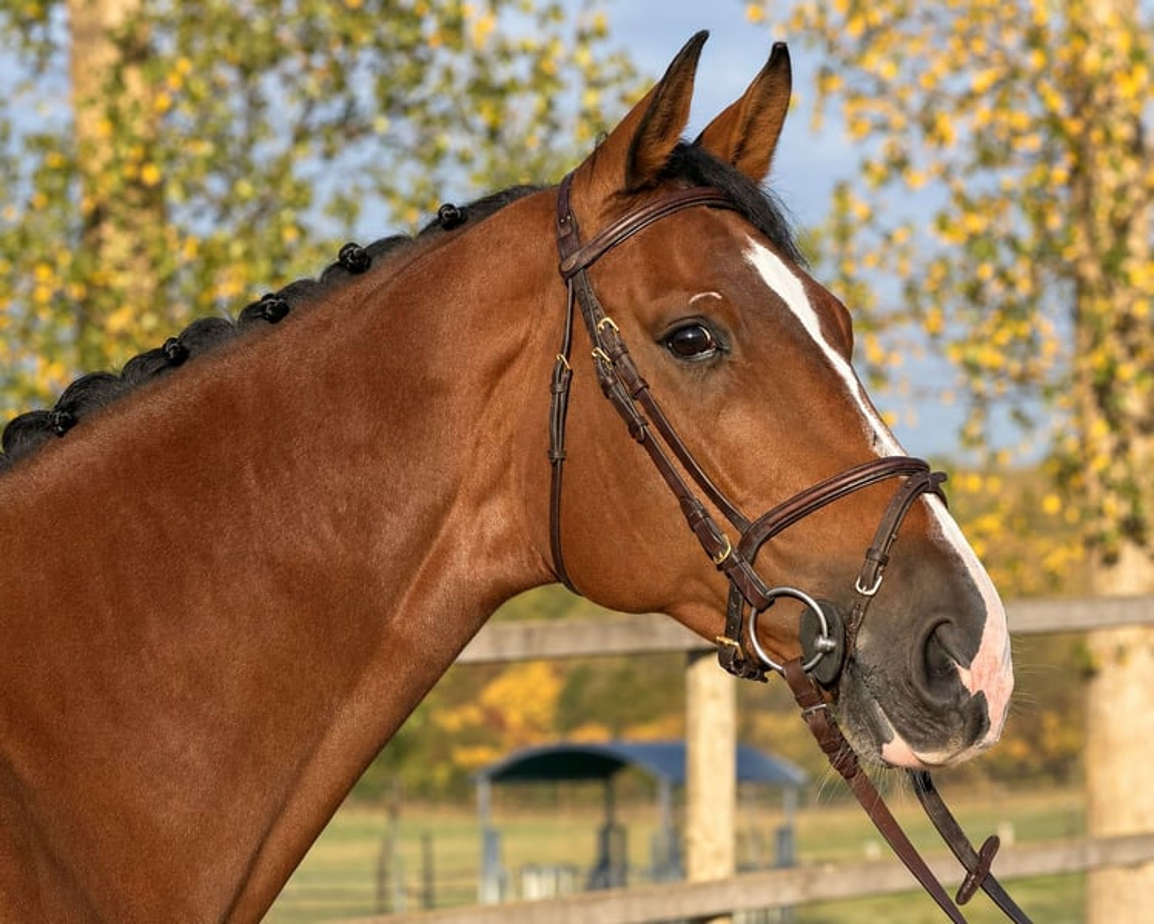 Unspoilt mare for the higher levels. - Image 3
