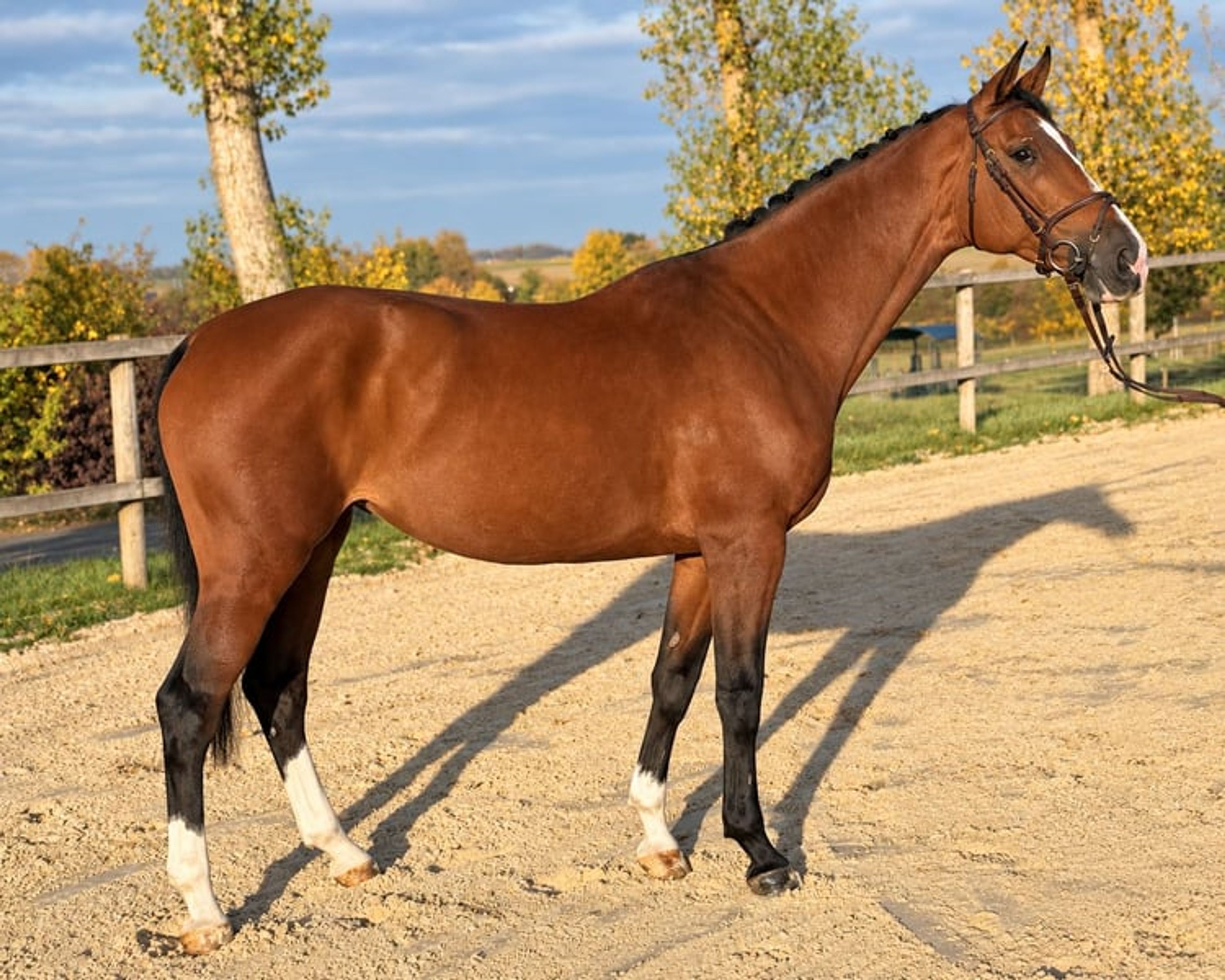 Unspoilt mare for the higher levels. - Image 4