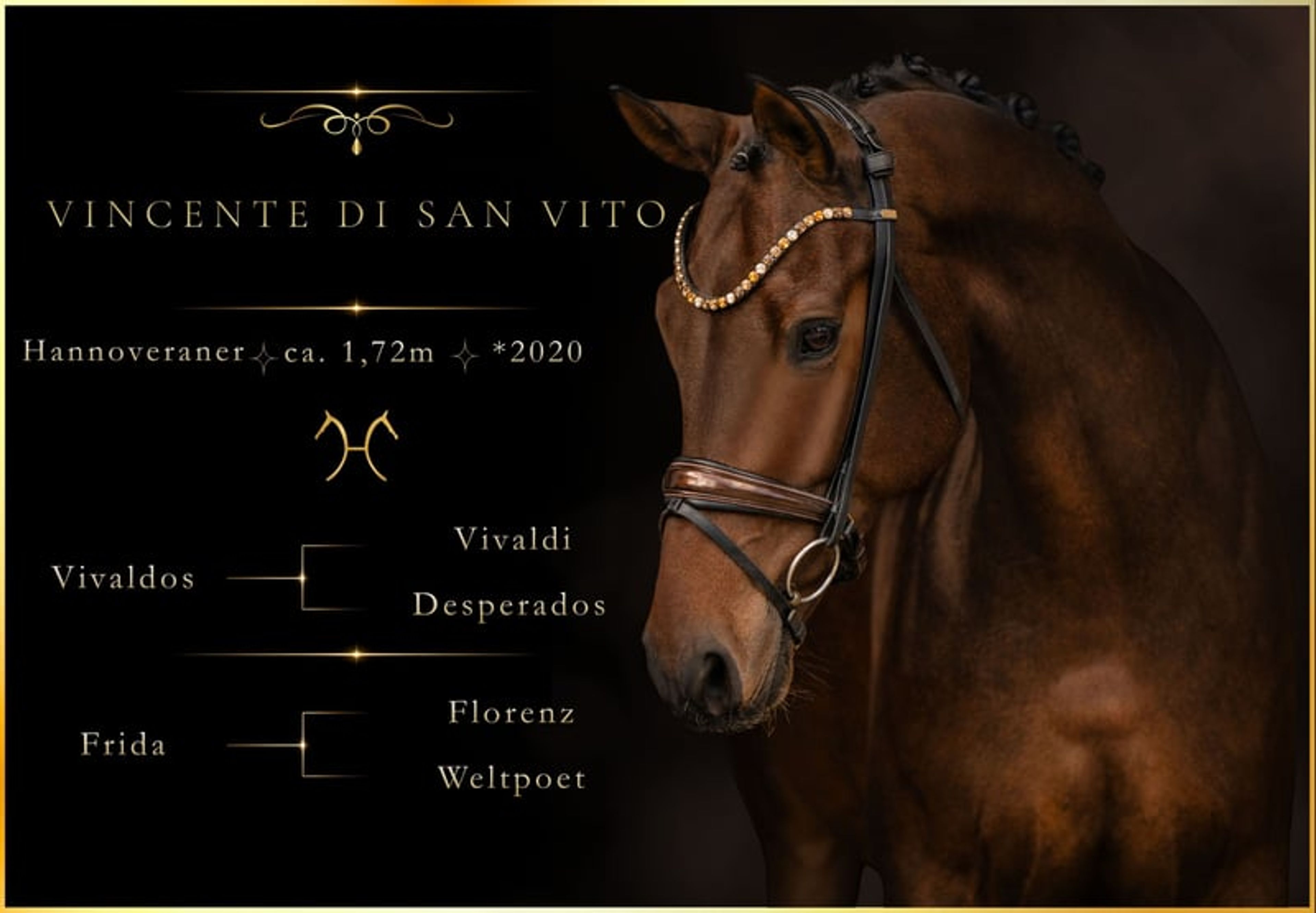⚜️Reliable, competition-successful gelding at L/M level⚜️