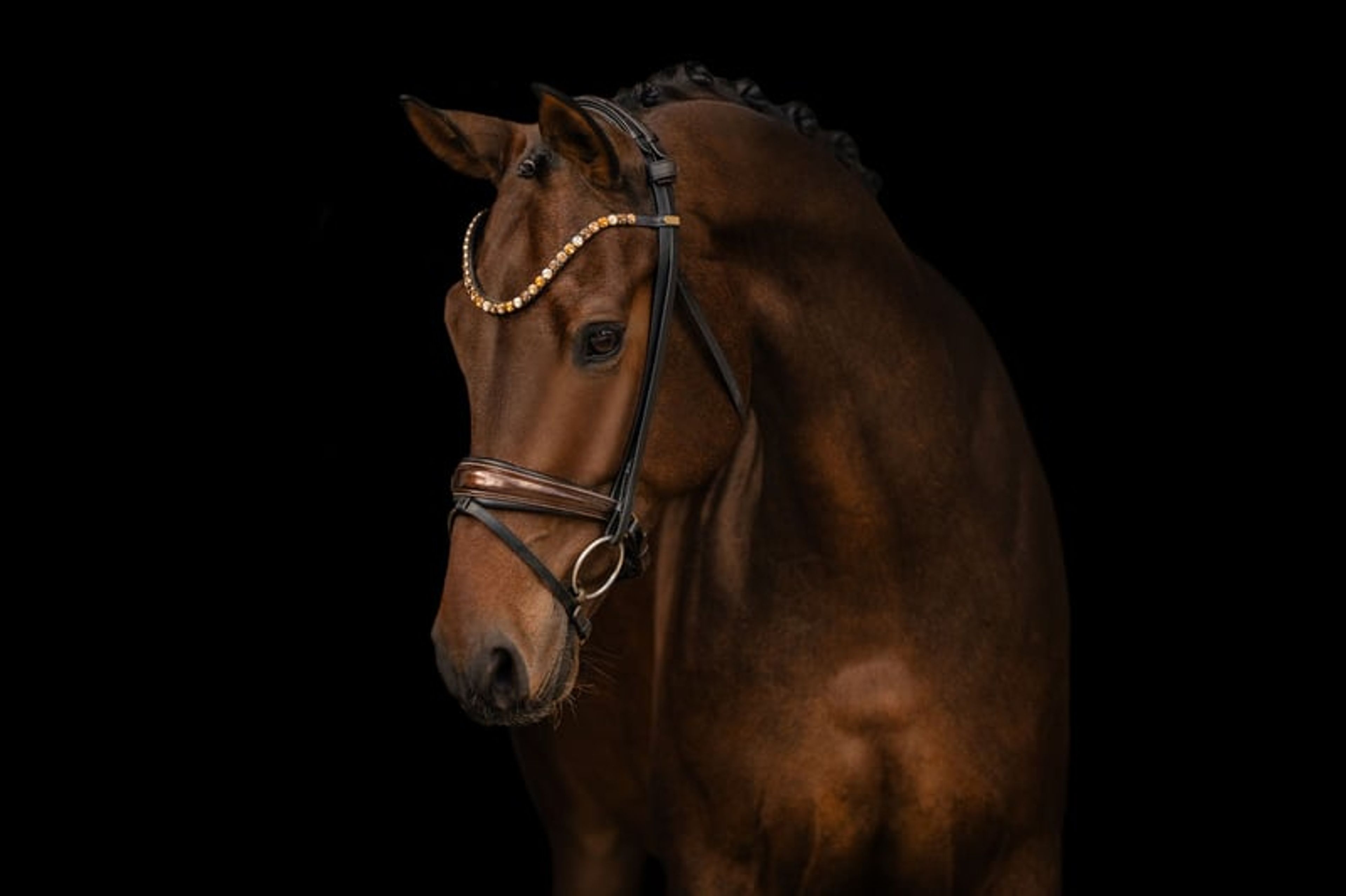 ⚜️Reliable, competition-successful gelding at L/M level⚜️ - Image 2