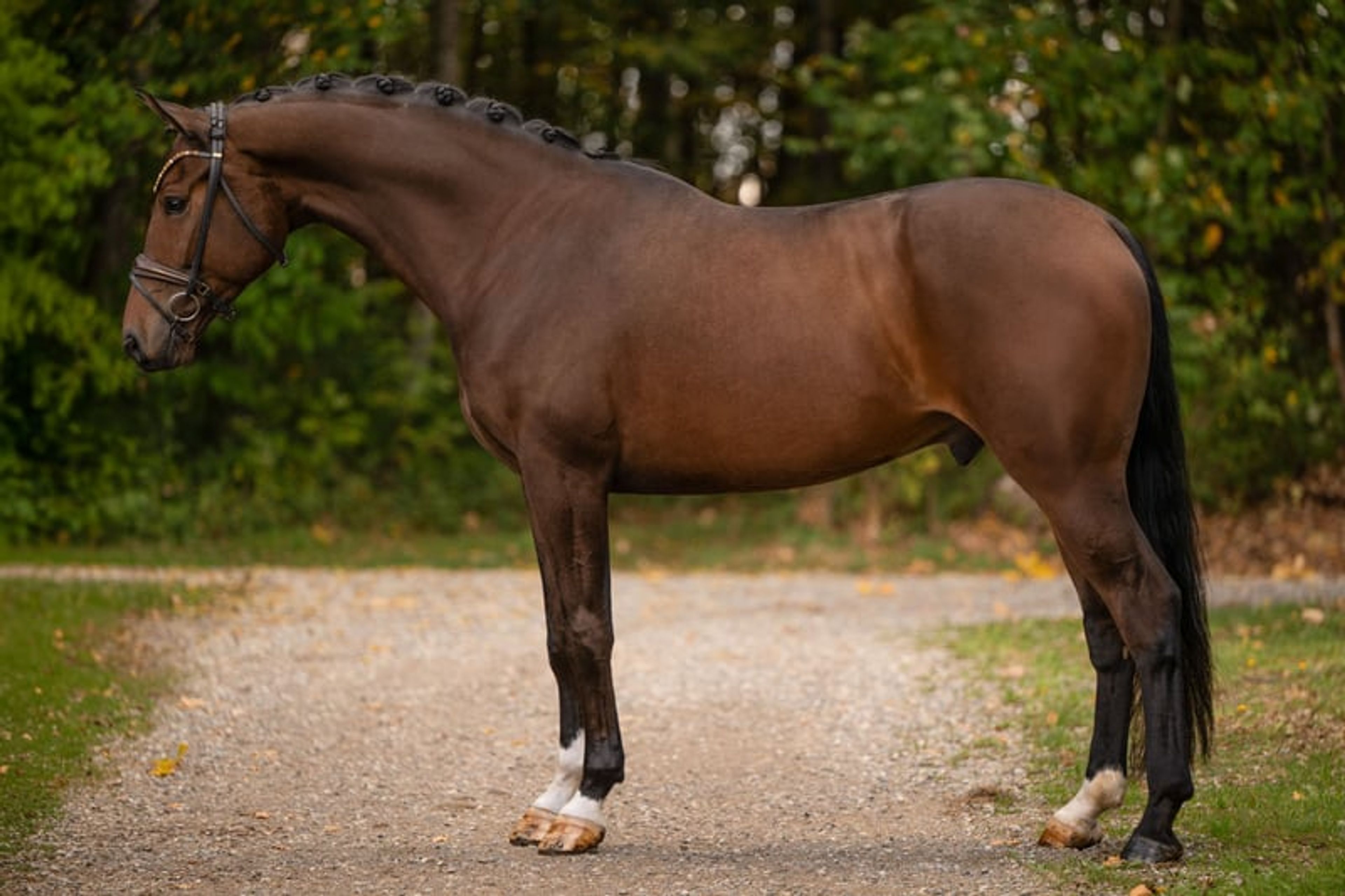 ⚜️Reliable, competition-successful gelding at L/M level⚜️ - Image 3