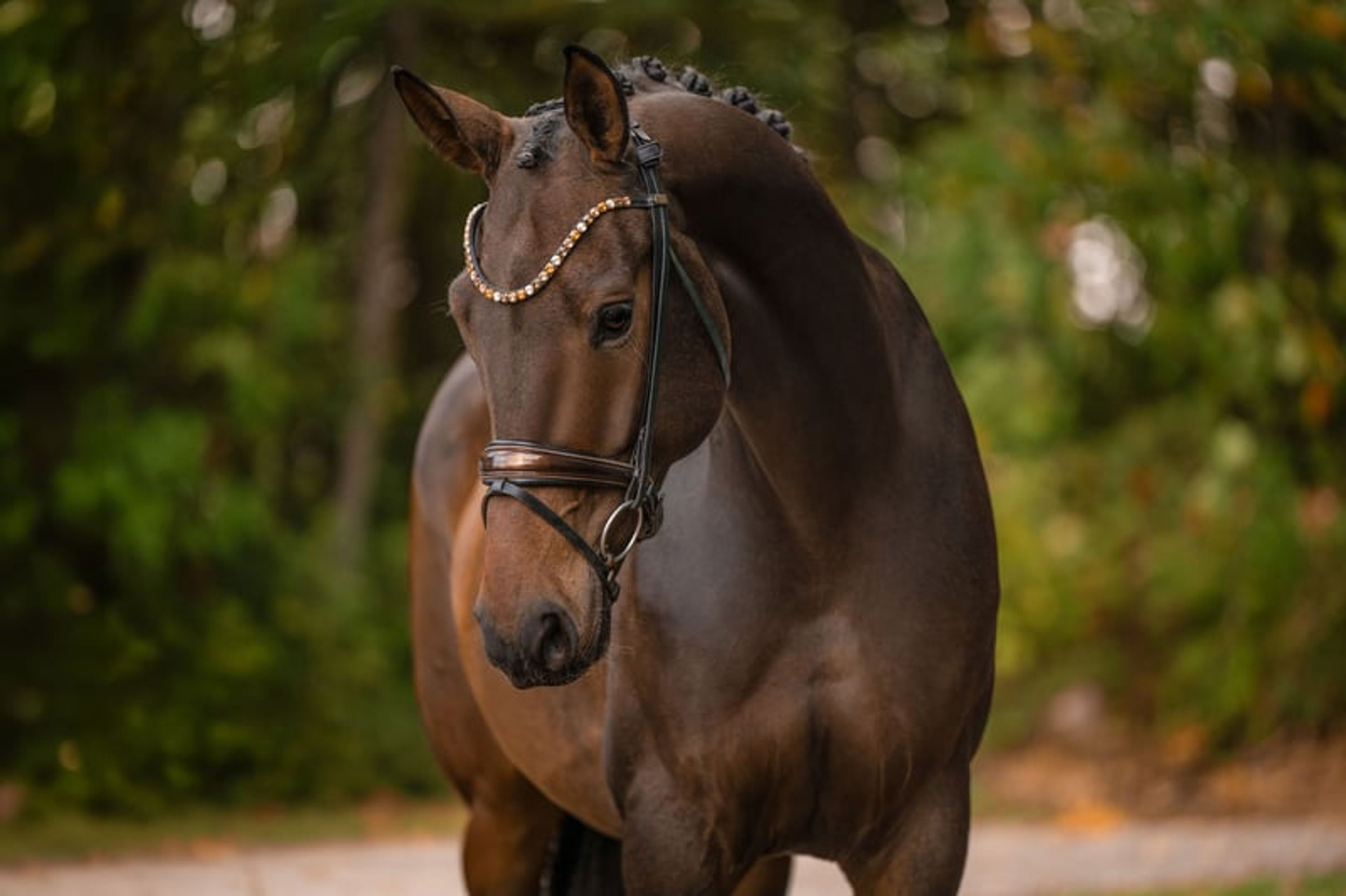 ⚜️Reliable, competition-successful gelding at L/M level⚜️ - Image 4