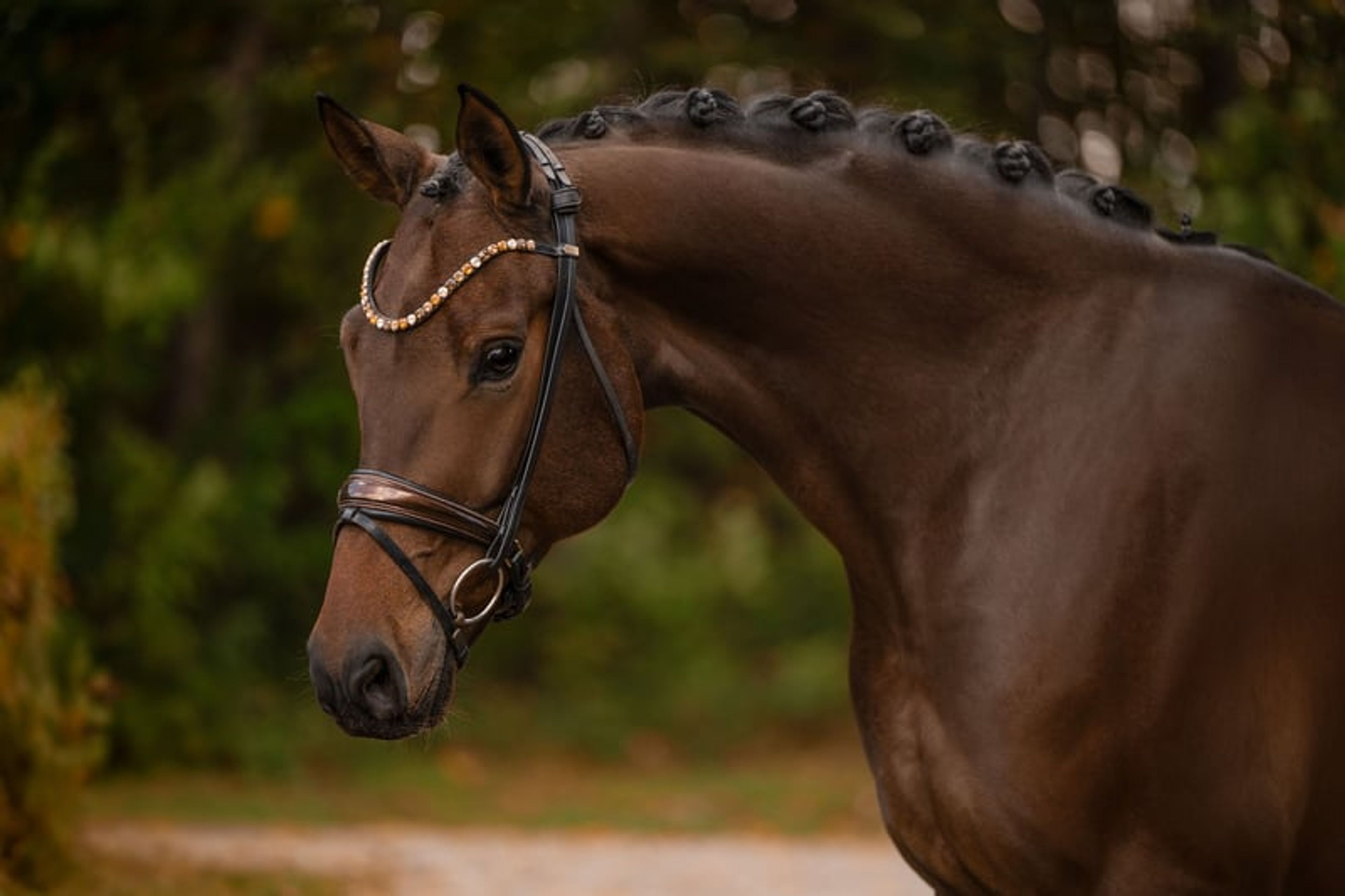 ⚜️Reliable, competition-successful gelding at L/M level⚜️ - Image 5