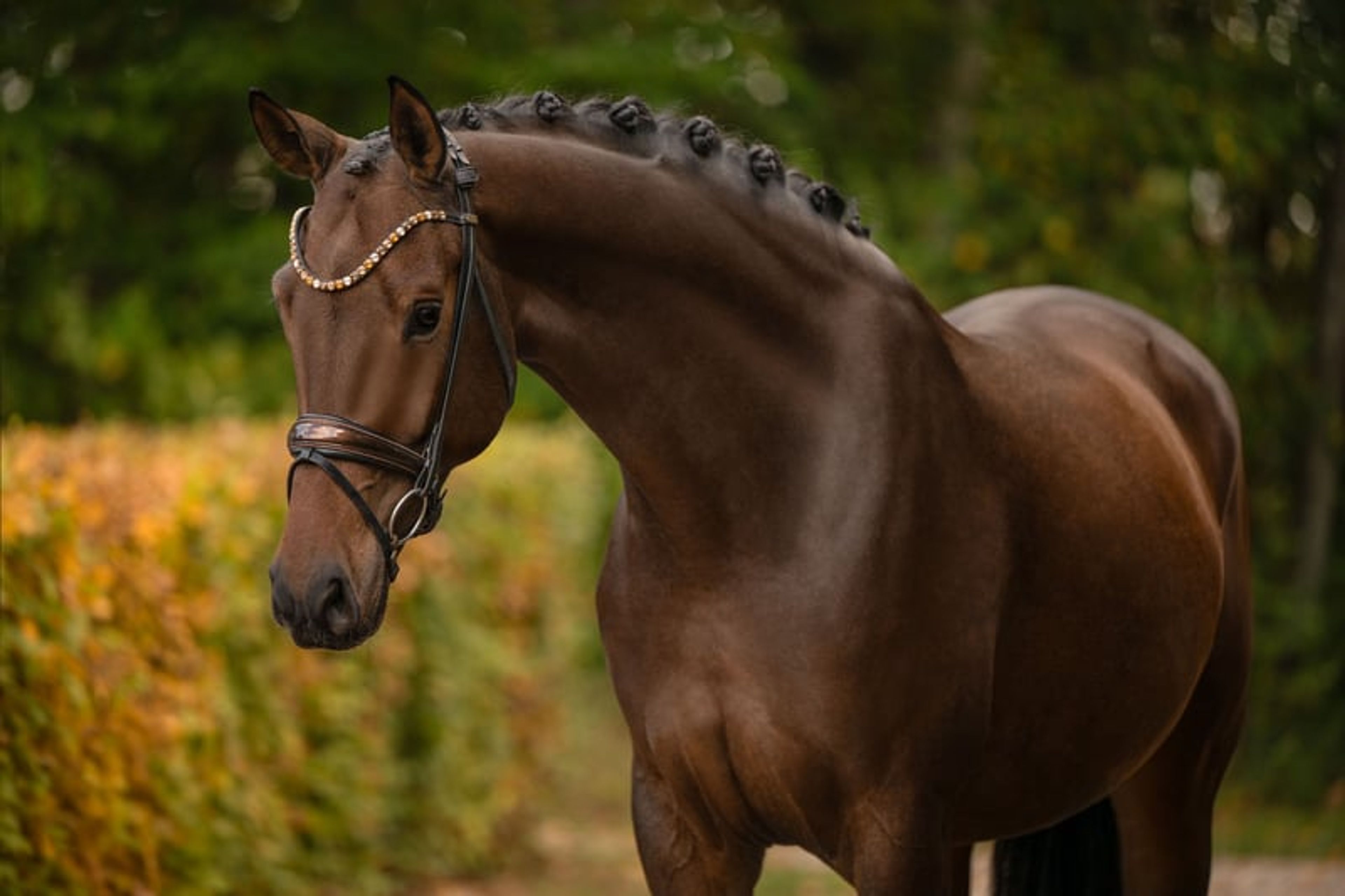 ⚜️Reliable, competition-successful gelding at L/M level⚜️ - Image 6