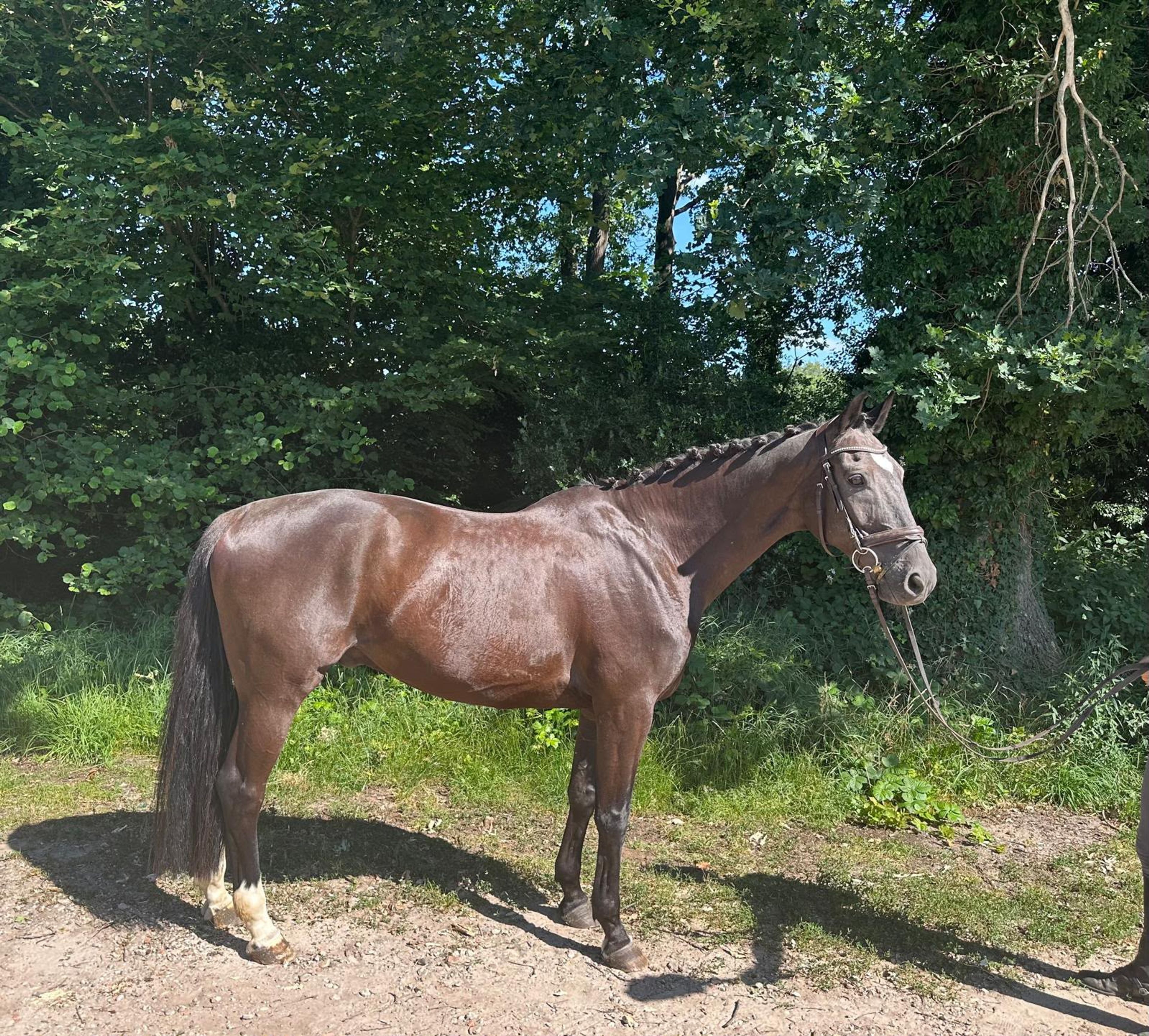 Corotino's Idz ☆ (COROTINO x HOFNAR) - Image 1