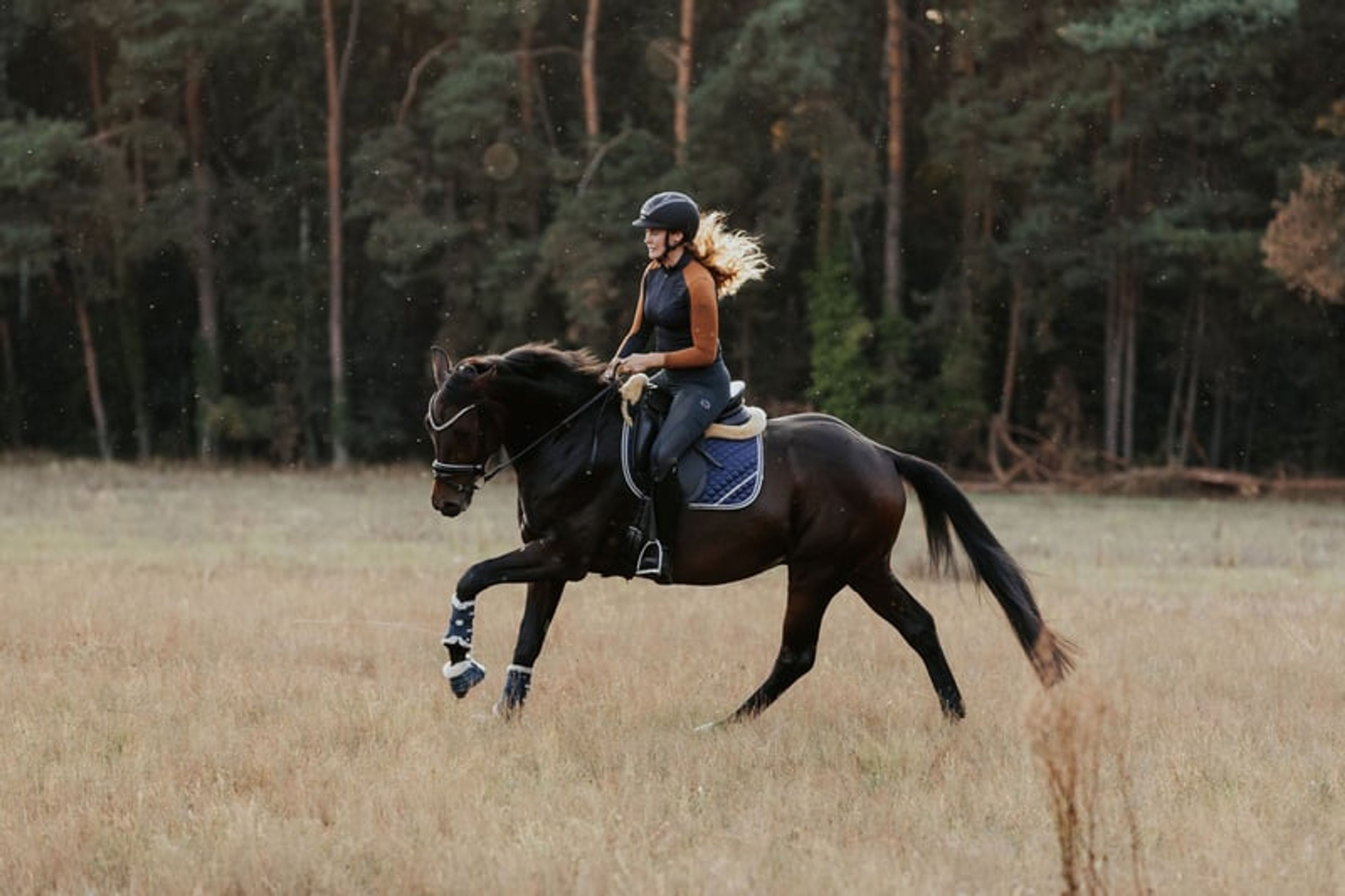 Typey gelding with a great temperament